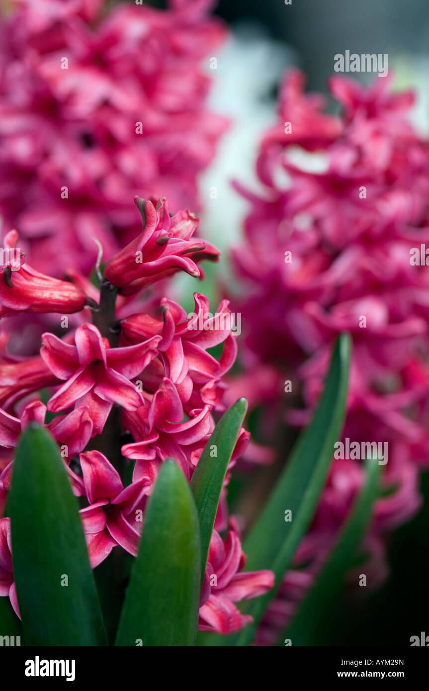 Jacinthe, floraison printanière Banque D'Images