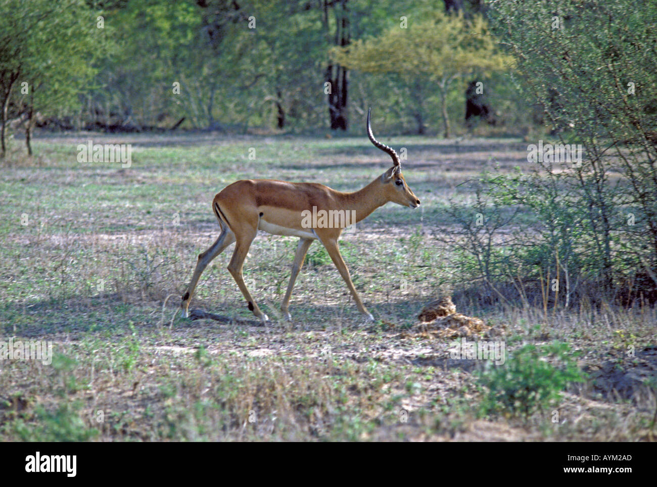 501 dans Kreuger Nationa Park en Afrique du Sud Banque D'Images