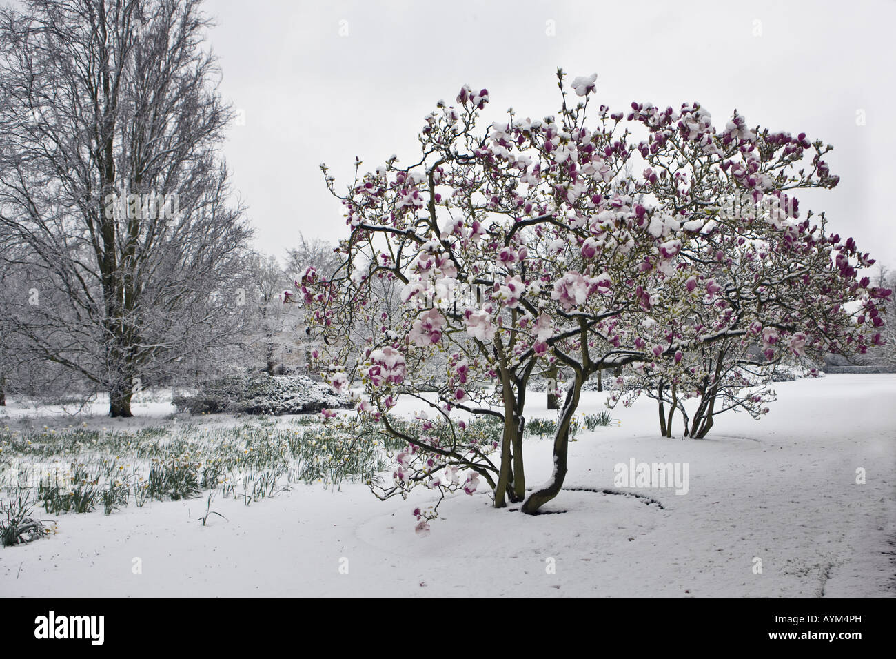 Magnolia dans la neige les Jonquilles Banque D'Images