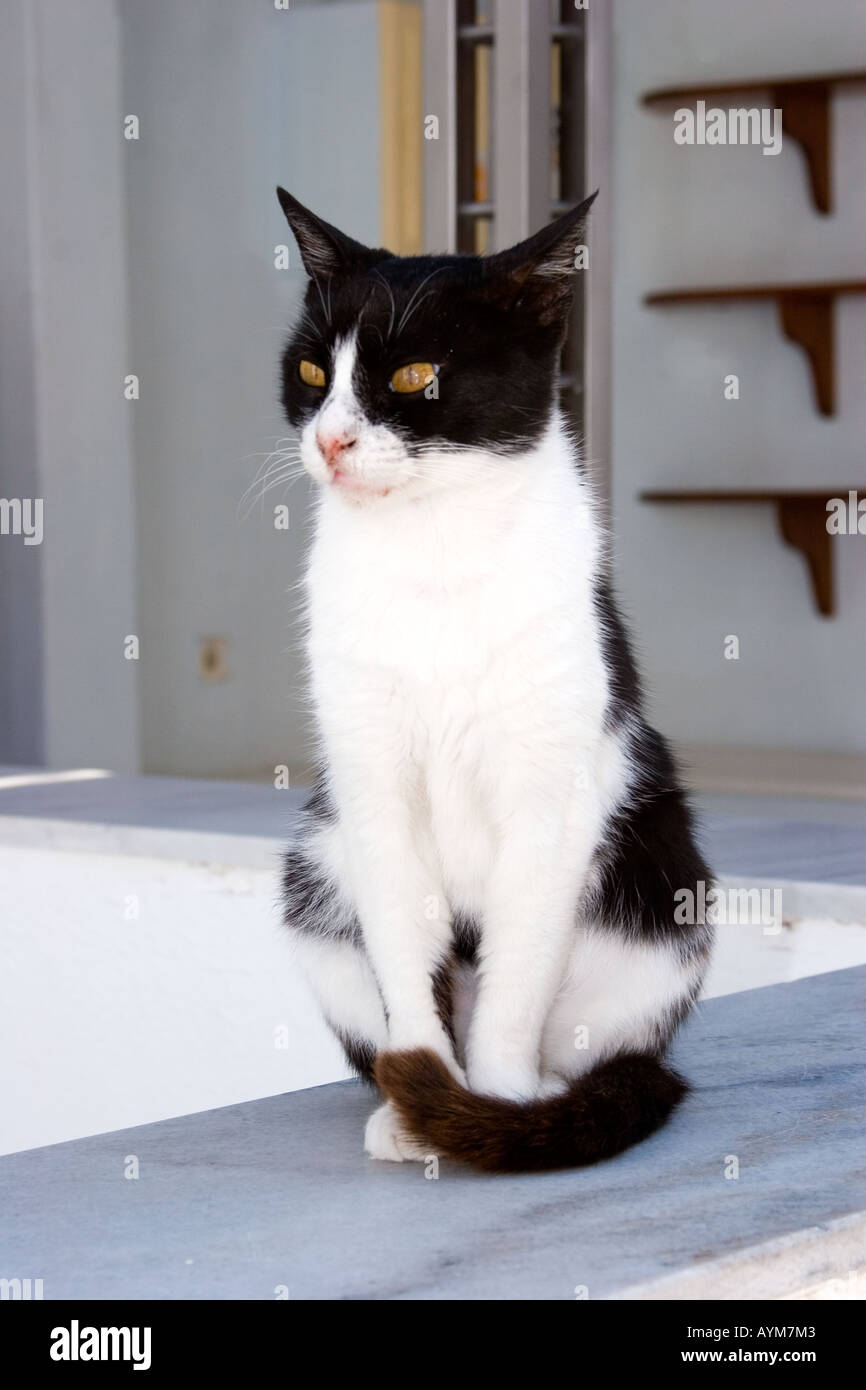 Chat dans Santorini, Grèce Banque D'Images
