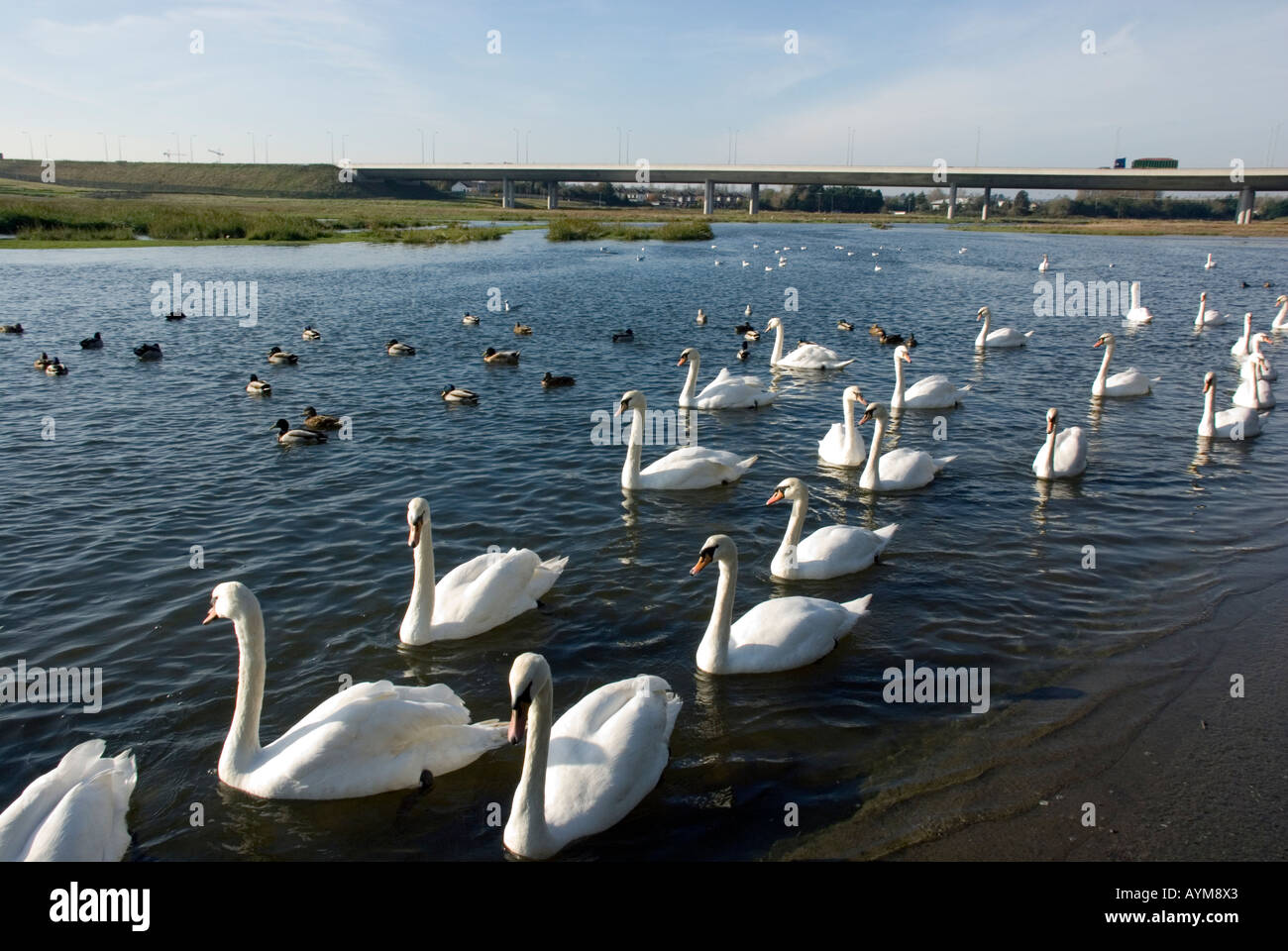 Un troupeau de cygnes sur l'estuaire de Broadmeadow, près de sabres, le nord du comté de Dublin, Irlande Banque D'Images