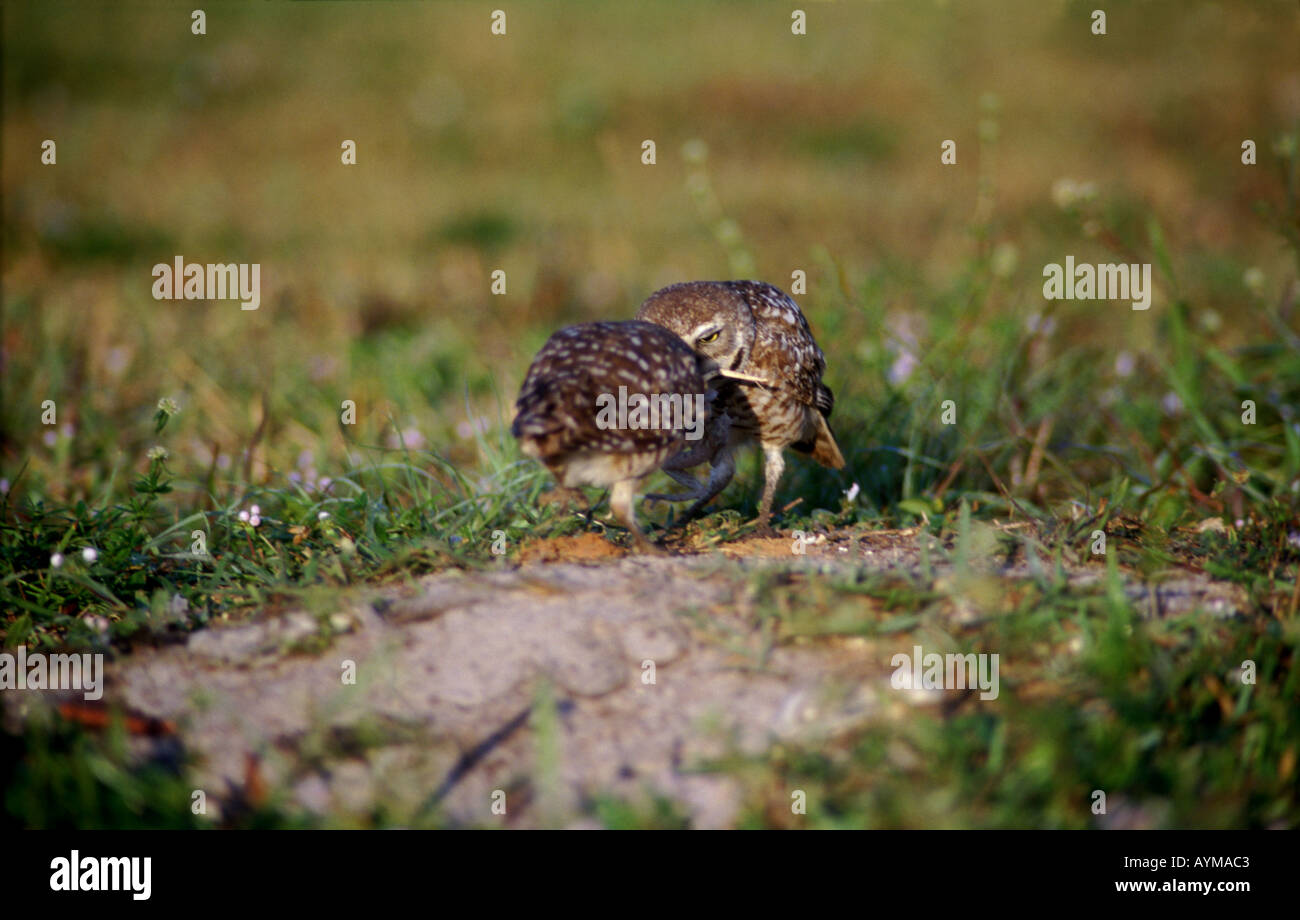Les Chevêches des terriers avec les proies ; hommes passant une grenouille à la femelle qui prend alors à les poussins dans le terrier. Banque D'Images