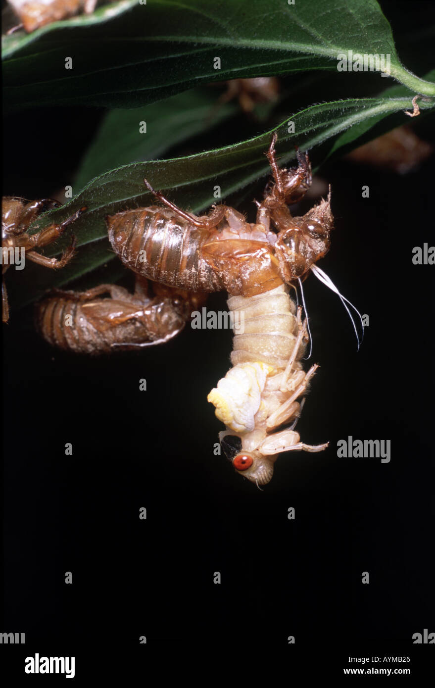 La mue de cigale périodique a partiellement émergé de la coquille de l'étape de nymphe à travers une fente à l'arrière. Ailes repliées encore Banque D'Images