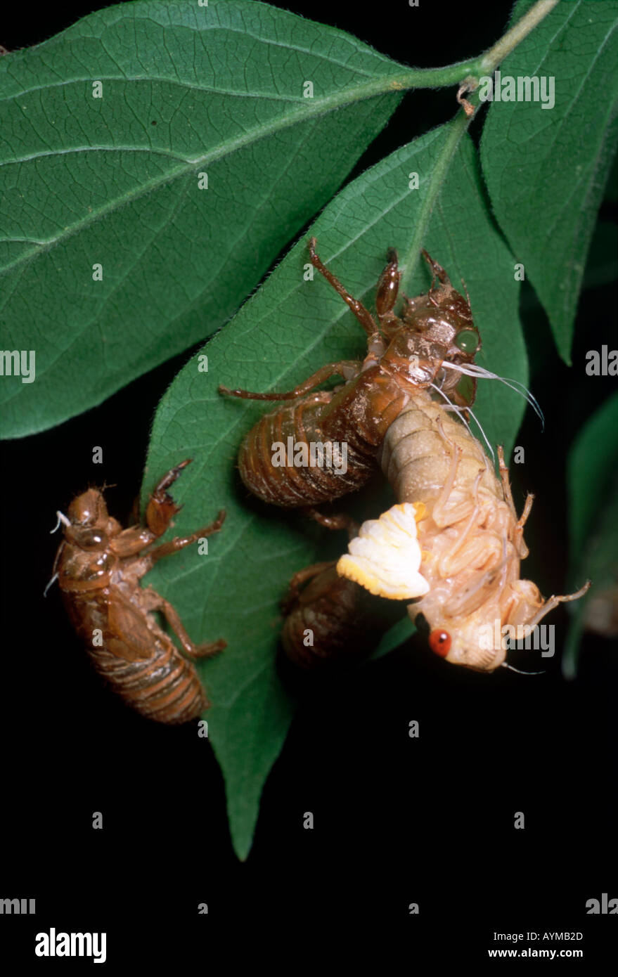 Première image d'une série montrant la mue de cigale périodique qui s'échappe par une fente dans le shell de la nymphe stade. Banque D'Images