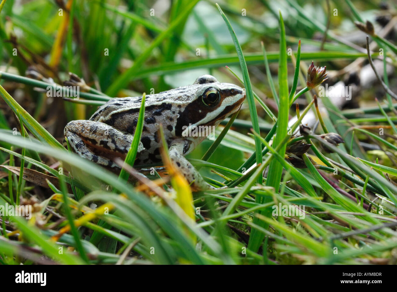 La grenouille Rana Rana arvalis anfibi anuri Texel isole Frisone Olanda Holland Mare del Nord mare di Europa BENELUX Waddensee Wadden Banque D'Images
