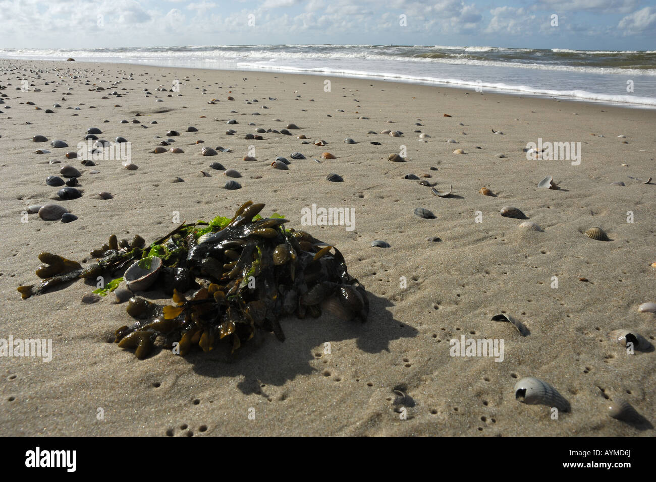 Mer plage sable mer algues Waddensee coquilles shell conchiglie spiaggia sabbia Riserva de Texel Slufter isole Frisone Ma Olanda Banque D'Images