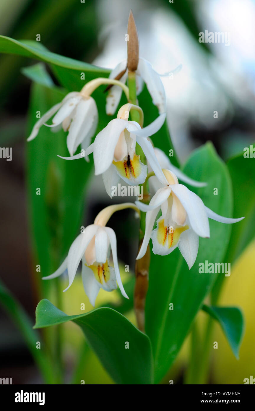 Coelogyne elata variante d'espèces d'orchidées fleurs fleur tige ouverte fond vert foncé Banque D'Images Coelogyne elata variante d'espèces d'orchidées fleurs fleur tige ouverte fond vert foncé Banque D'Images