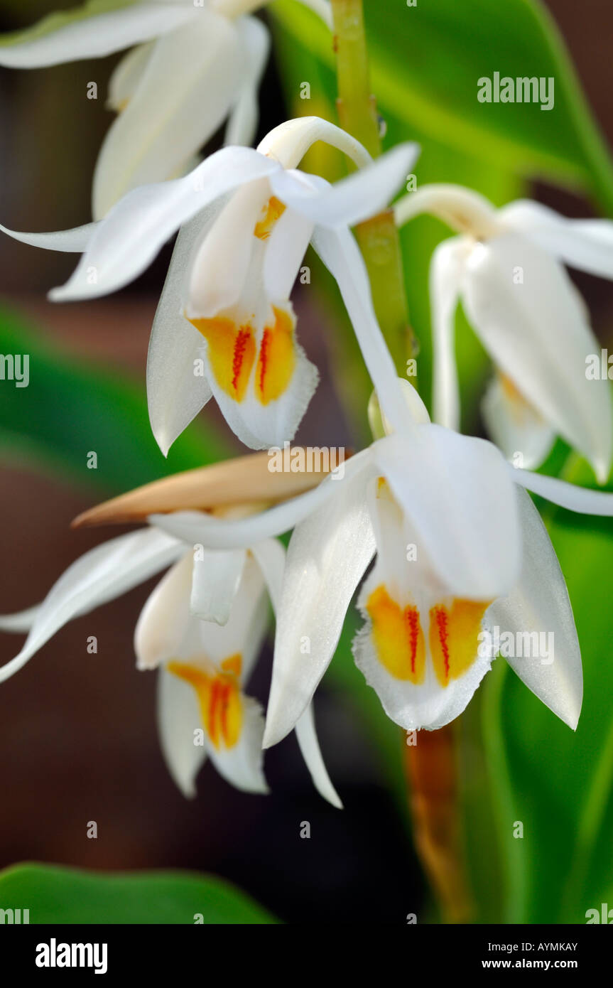 Coelogyne elata variante d'espèces d'orchidées fleurs fleur tige ouverte fond vert foncé Banque D'Images Coelogyne elata variante d'espèces d'orchidées fleurs fleur tige ouverte fond vert foncé Banque D'Images