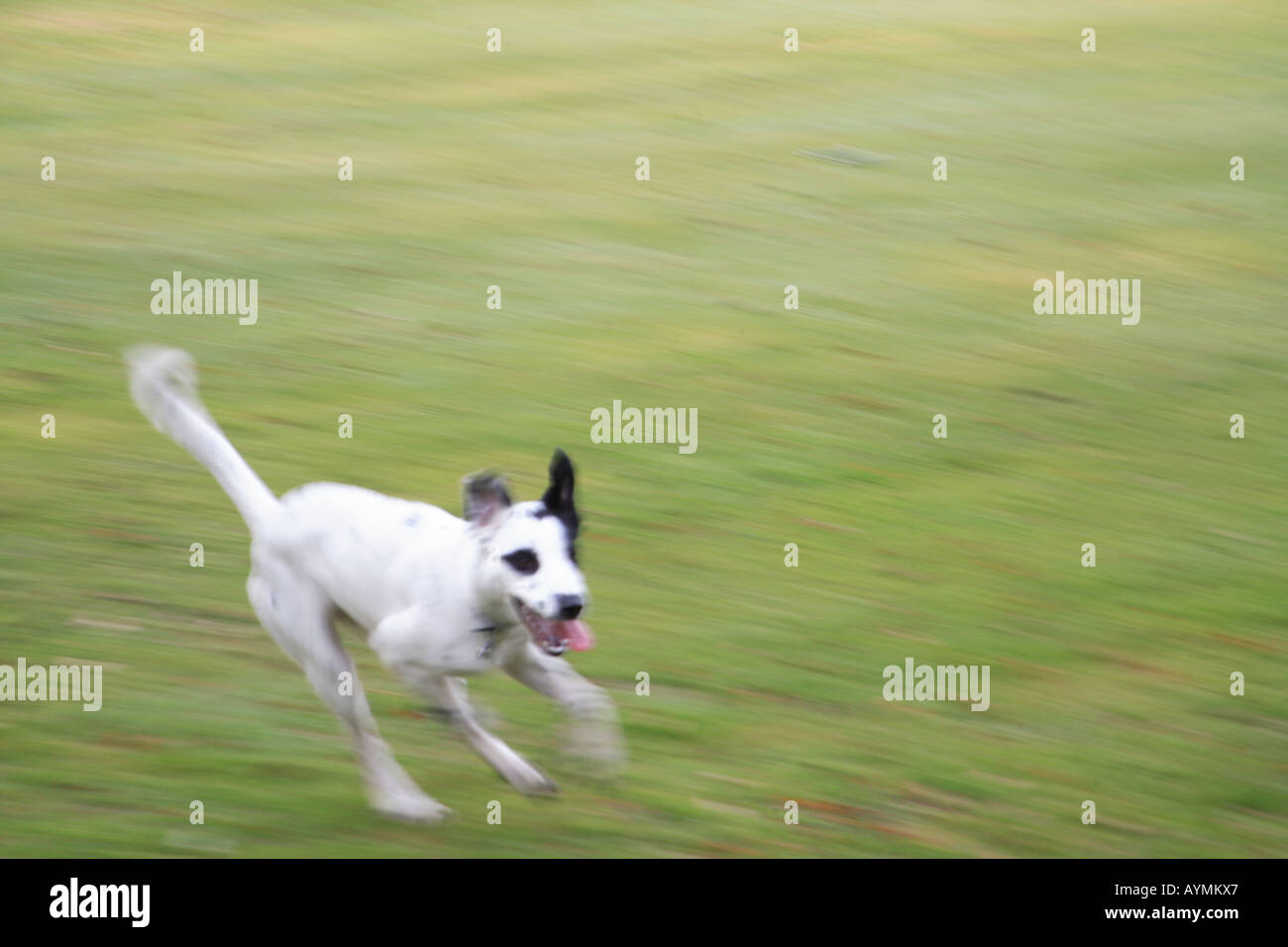 Tara chien noir blanc taches dalmation exécutant Harpenden Hertfordshire en Angleterre la liberté commune sprint run speed fast Banque D'Images