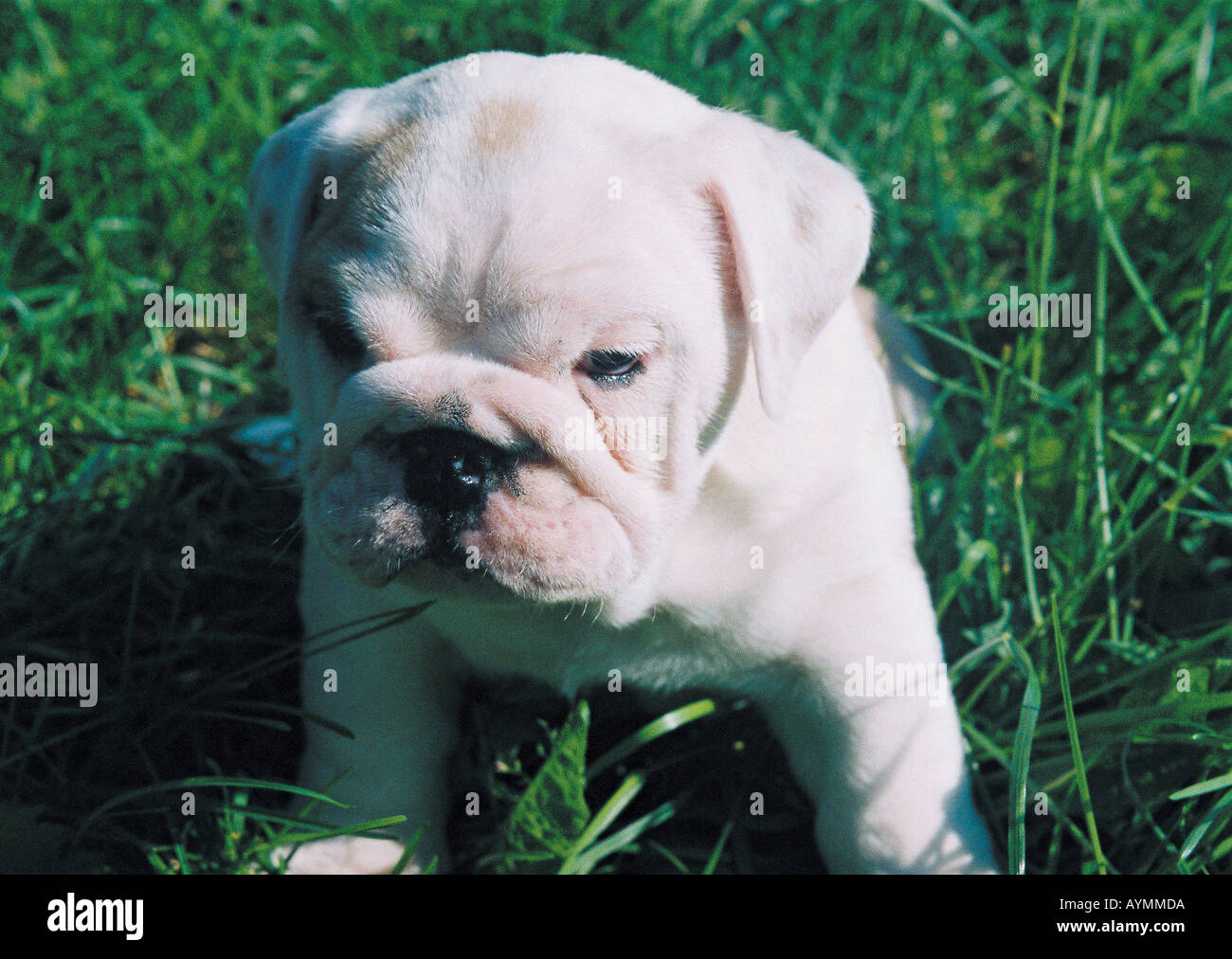 Junge weisse Bulldogge Banque D'Images