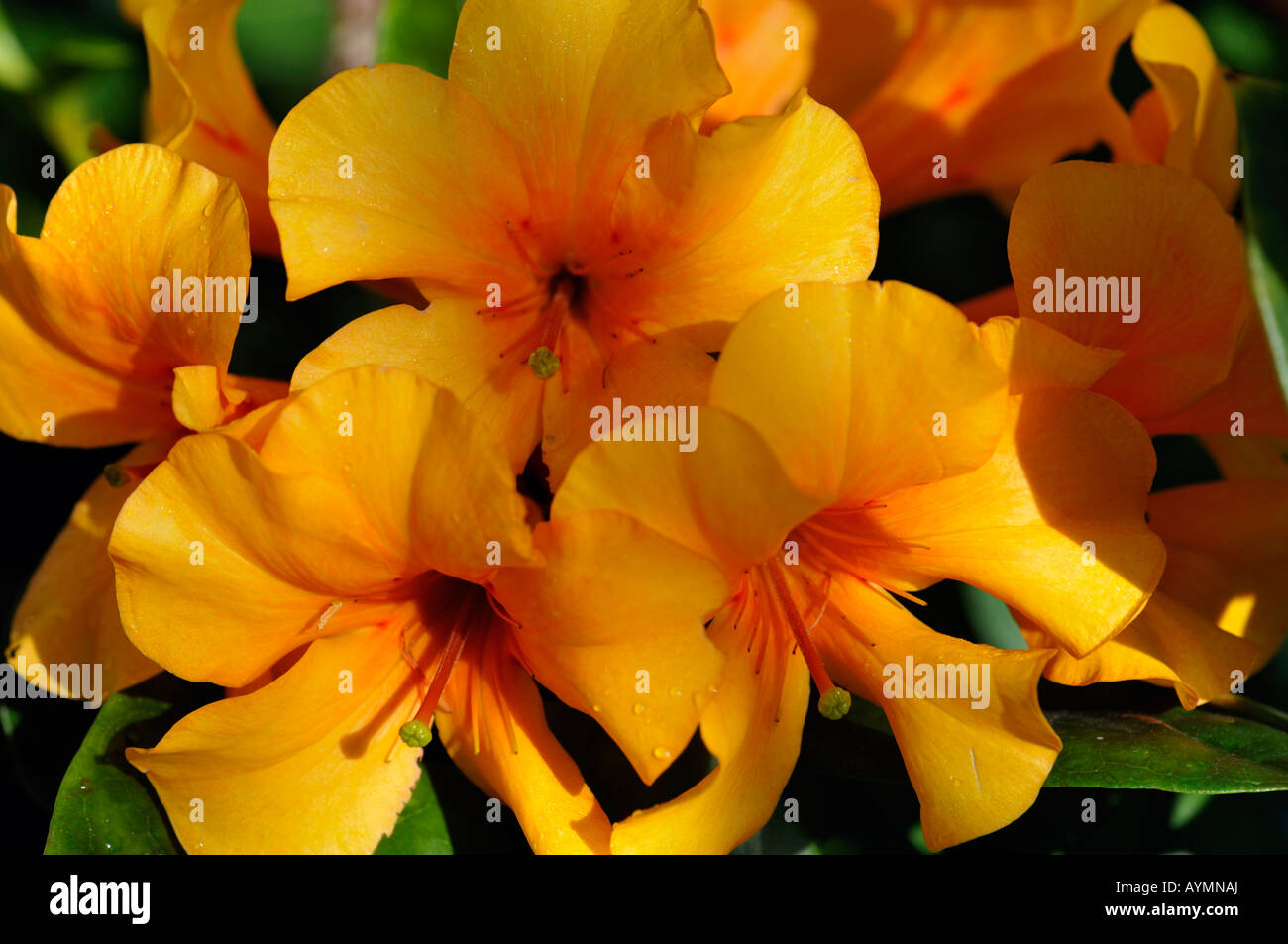 Cv rhododendron vireya or anatta parfumé hybride Banque D'Images