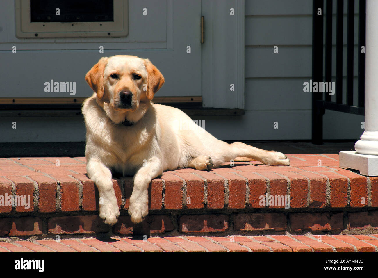 Gelber Labrador liegt auf einer Stufe vor dem Eingang zu einem Haus Banque D'Images