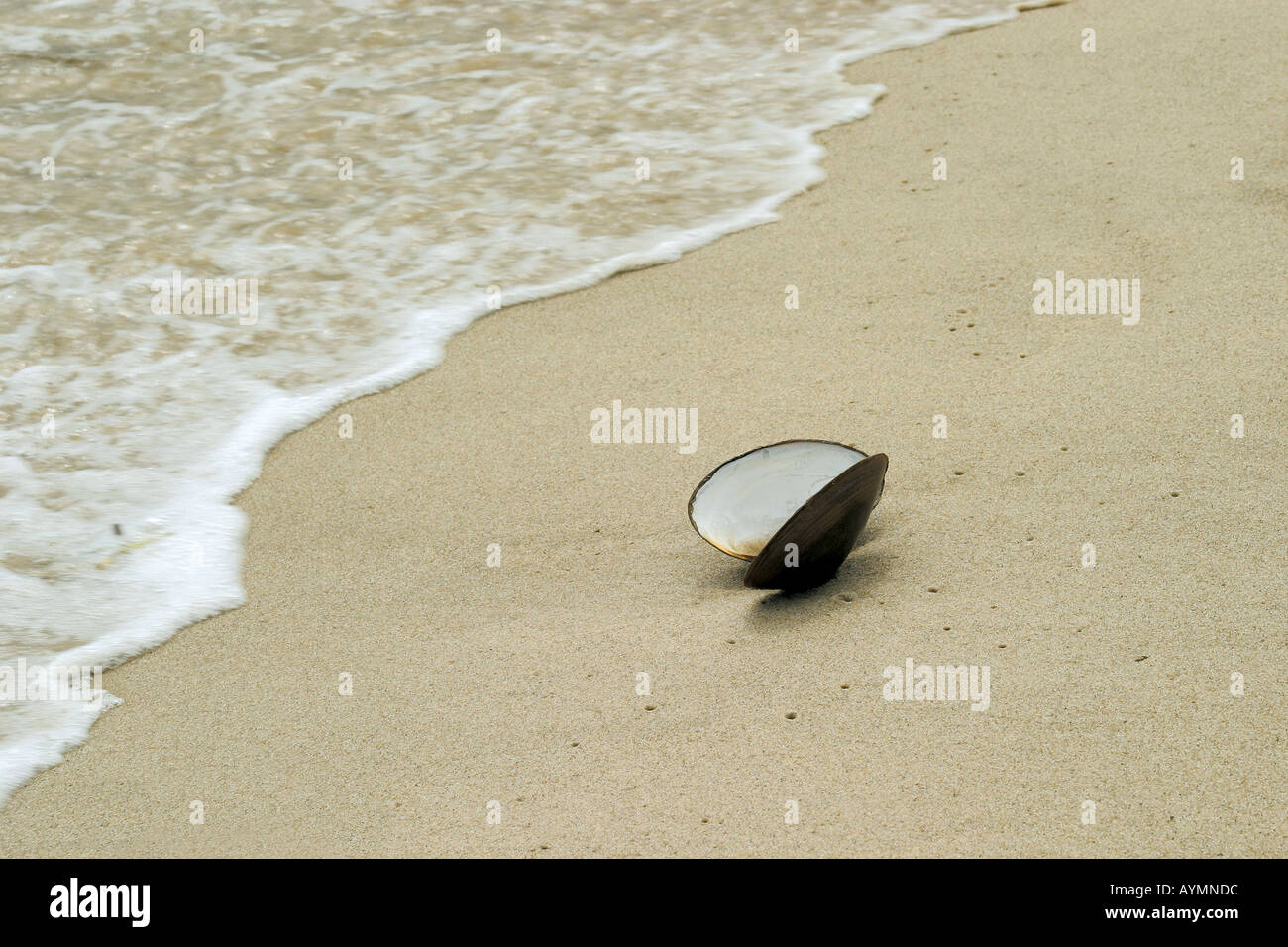 Muschel Offene am Strand Banque D'Images