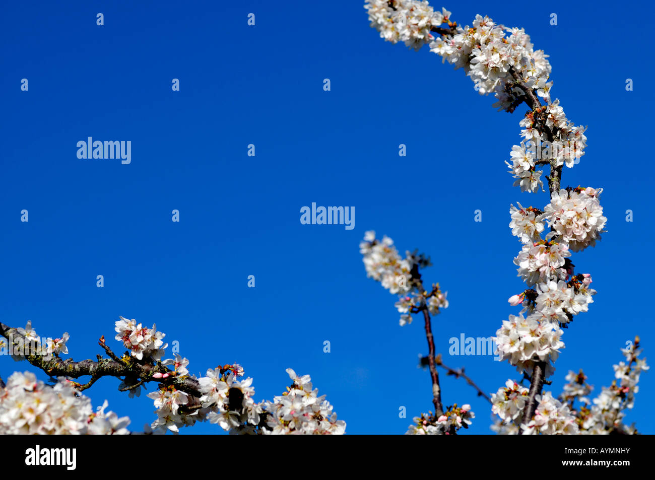 Prunus annonce cluster woodfield à petites fleurs blanches fleurs de cerisier d'ornement fleur fleur Banque D'Images
