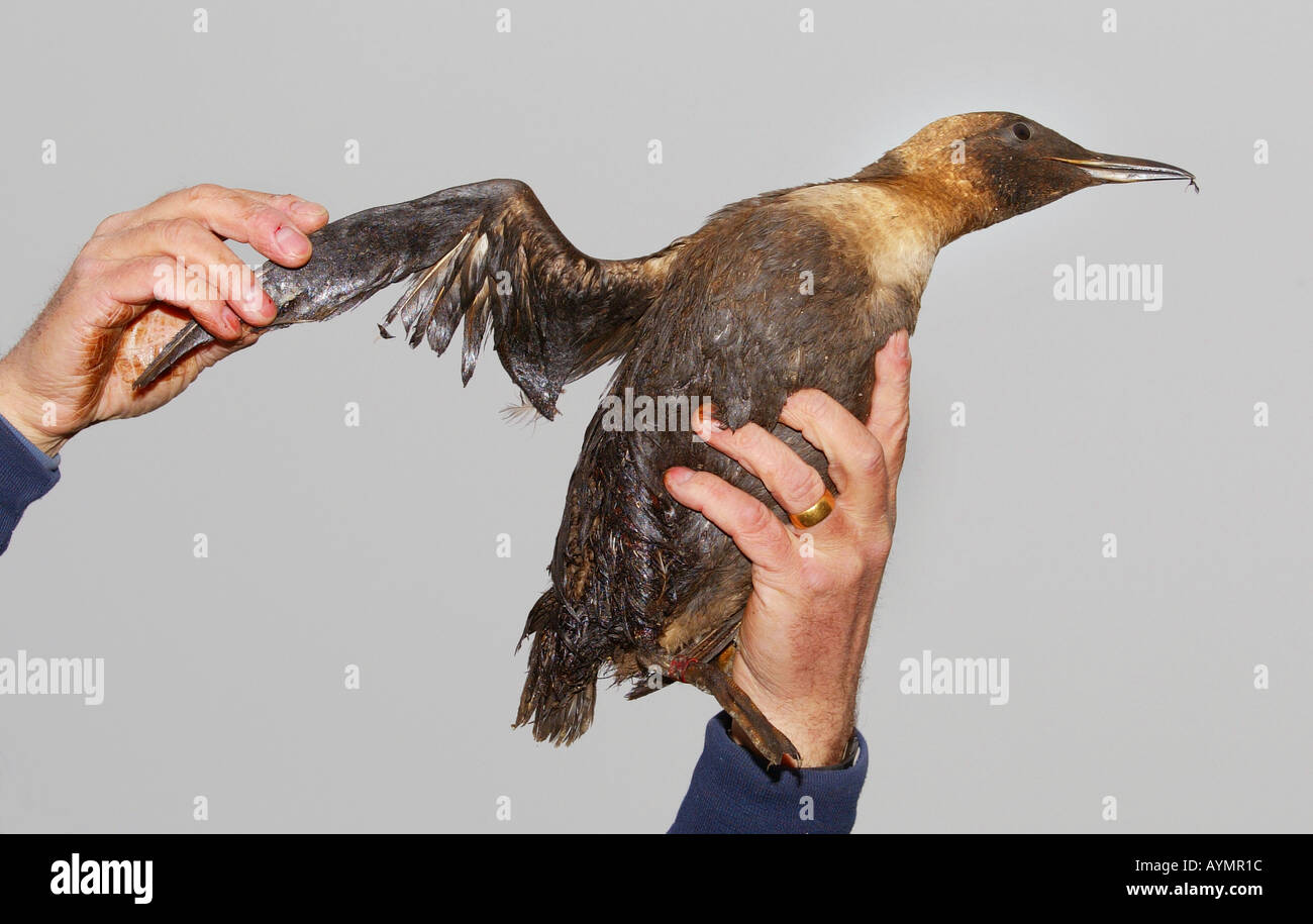 Un Guillemot à la Fiducie d'oiseaux dans le sud du Devon Teignmouth UK Banque D'Images