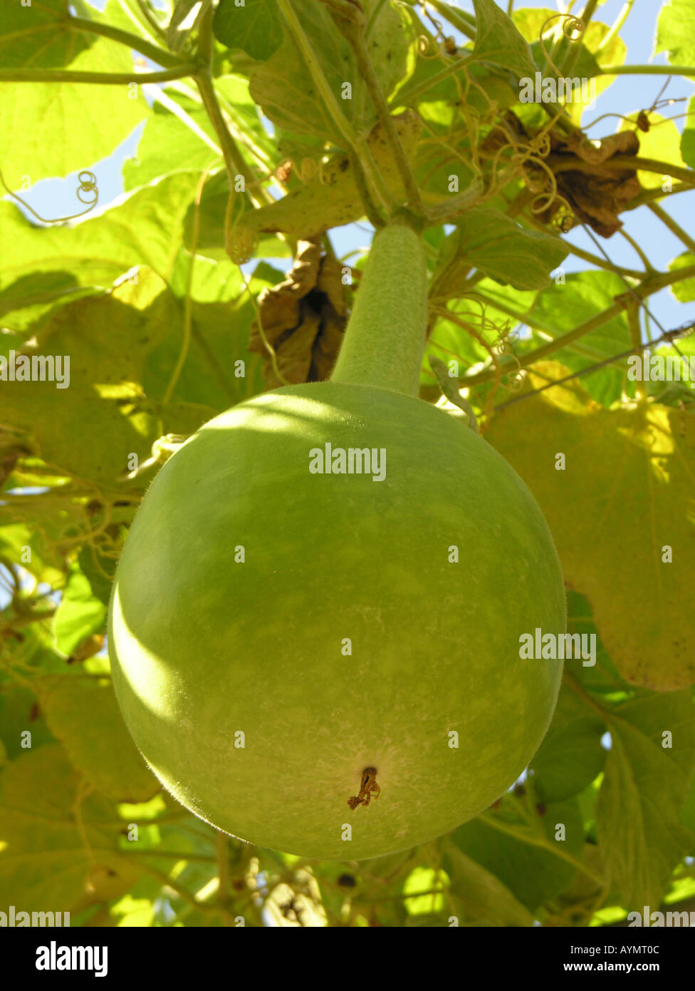 Grande bouteille gourd Lagenaria siceraria ou fruits calabasse Banque D'Images