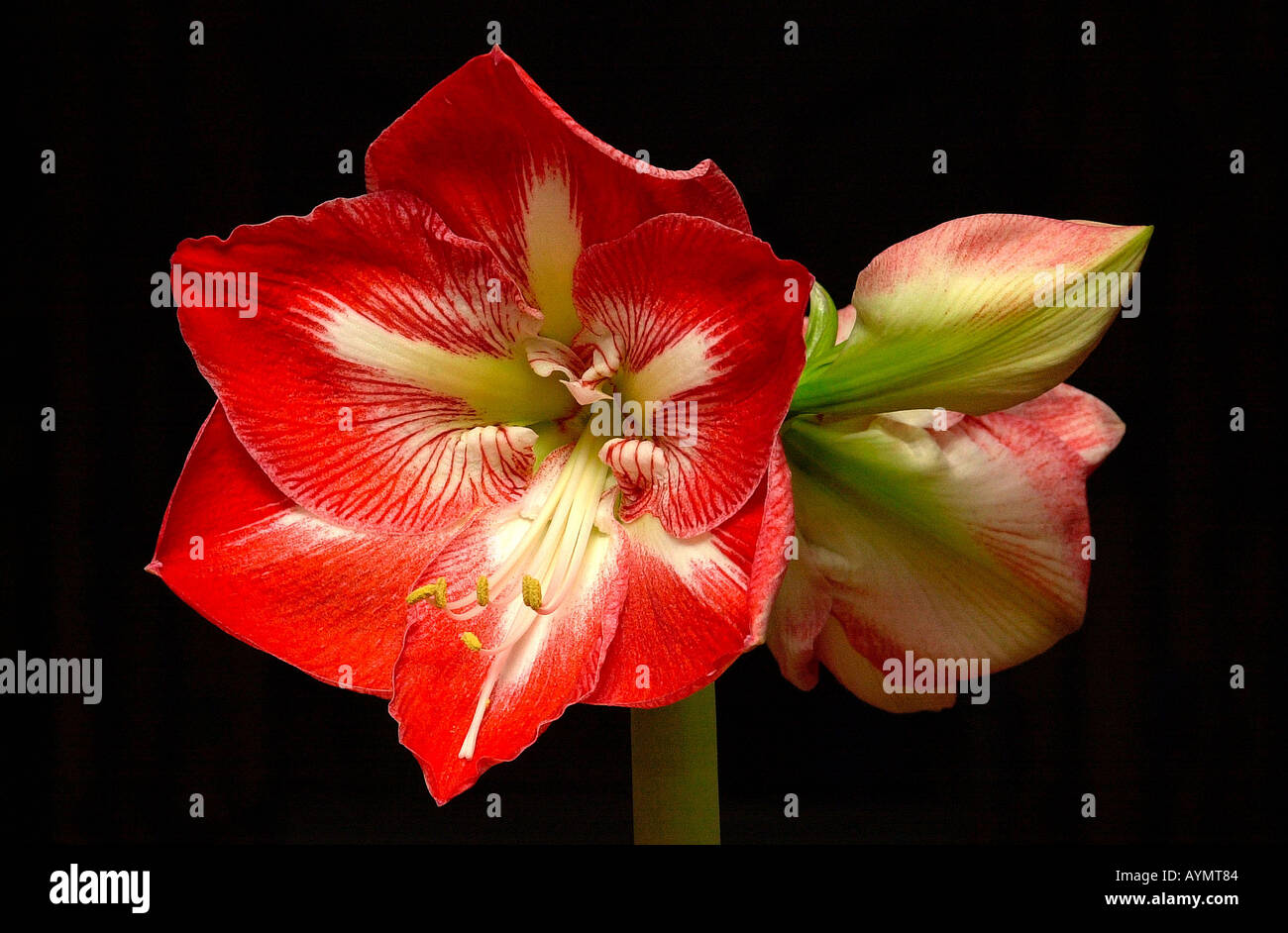 Bluetenstand mit roten offenen Blueten Banque D'Images