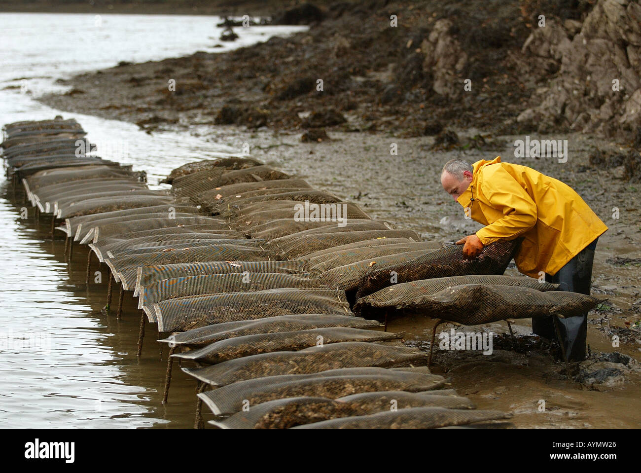 Martyn Oates de Limosa Farms Ltd vérifie sur ses bancs d'huîtres sur la rivière Yealm Devon UK Banque D'Images