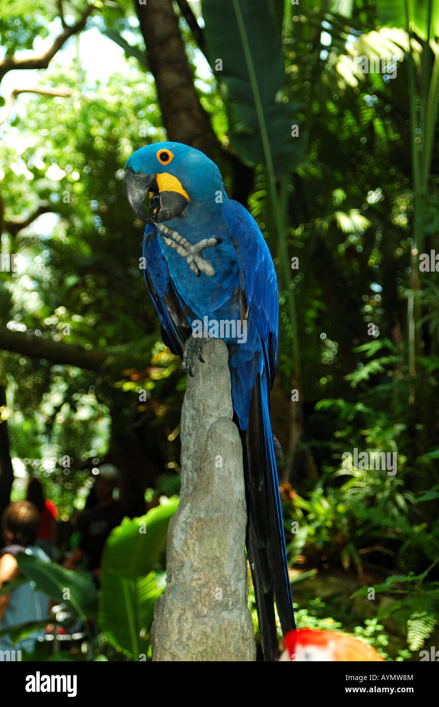 Ara bleu. Banque D'Images