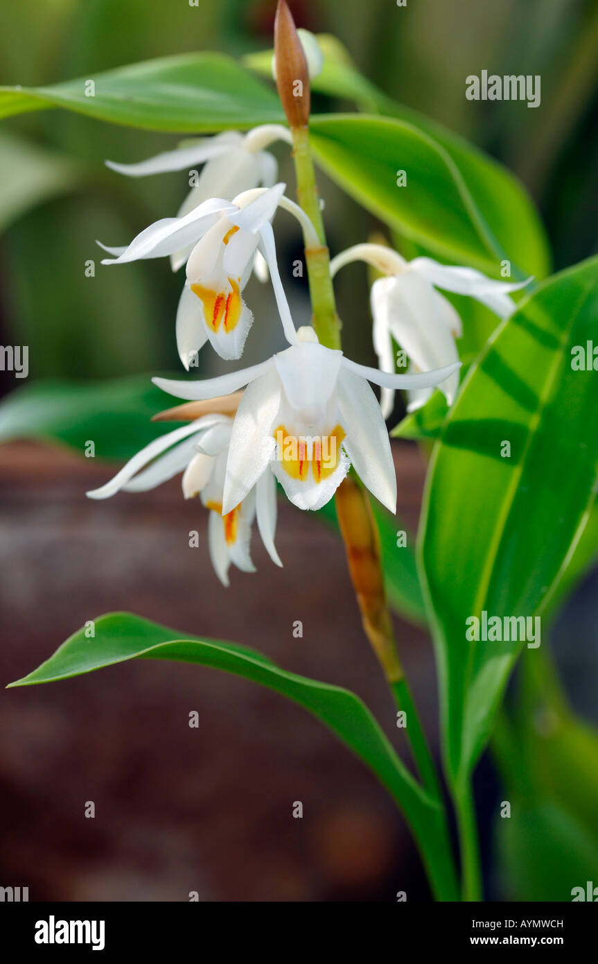 Coelogyne elata variante d'espèces d'orchidées fleurs fleur tige ouverte fond vert foncé Banque D'Images Coelogyne elata variante d'espèces d'orchidées fleurs fleur tige ouverte fond vert foncé Banque D'Images