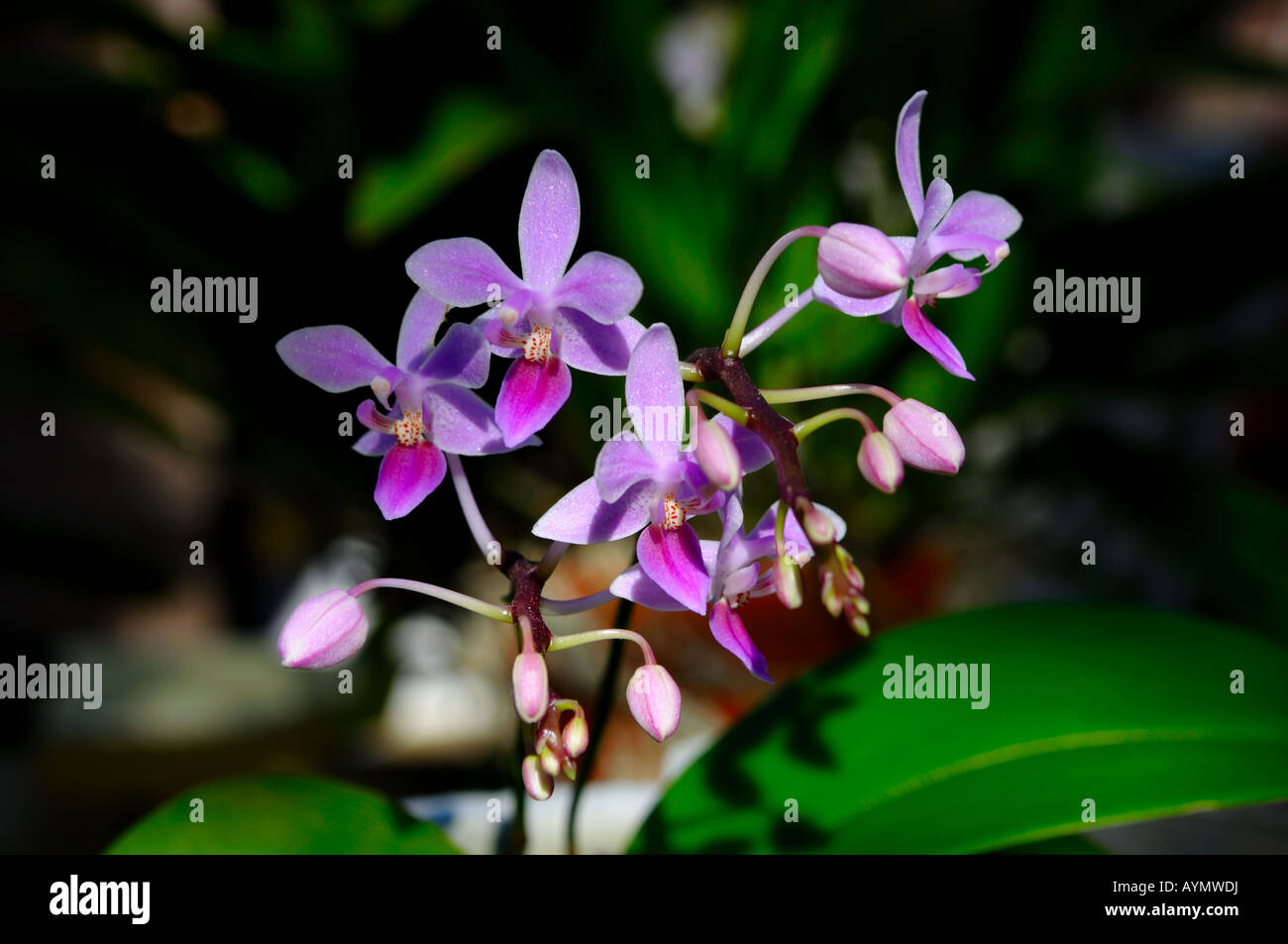 Orchidée pourpre des fleurs. Banque D'Images