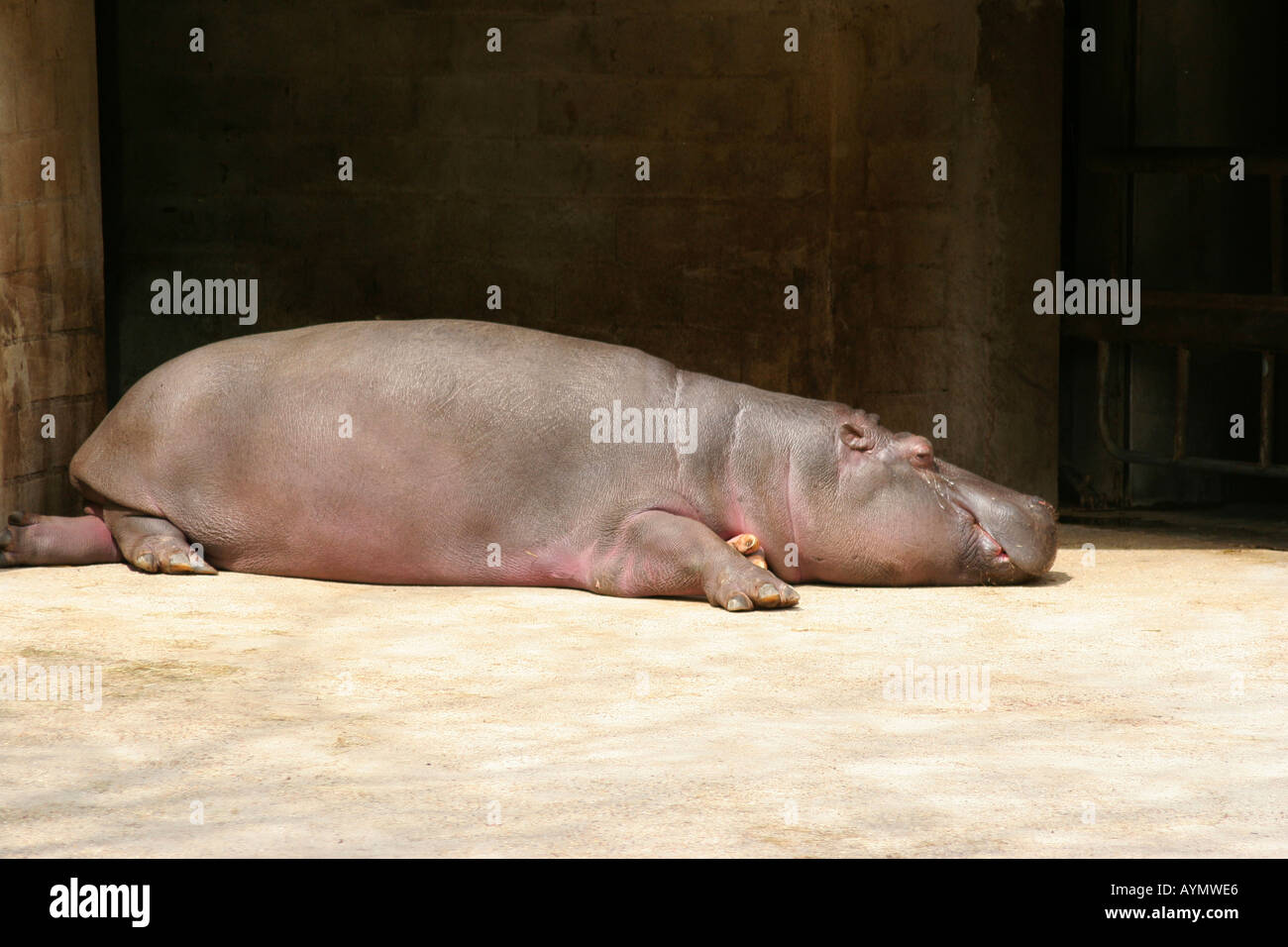 Un hippopotame de soleil sur le plancher à la zoo de Vincennes près de Paris France Banque D'Images