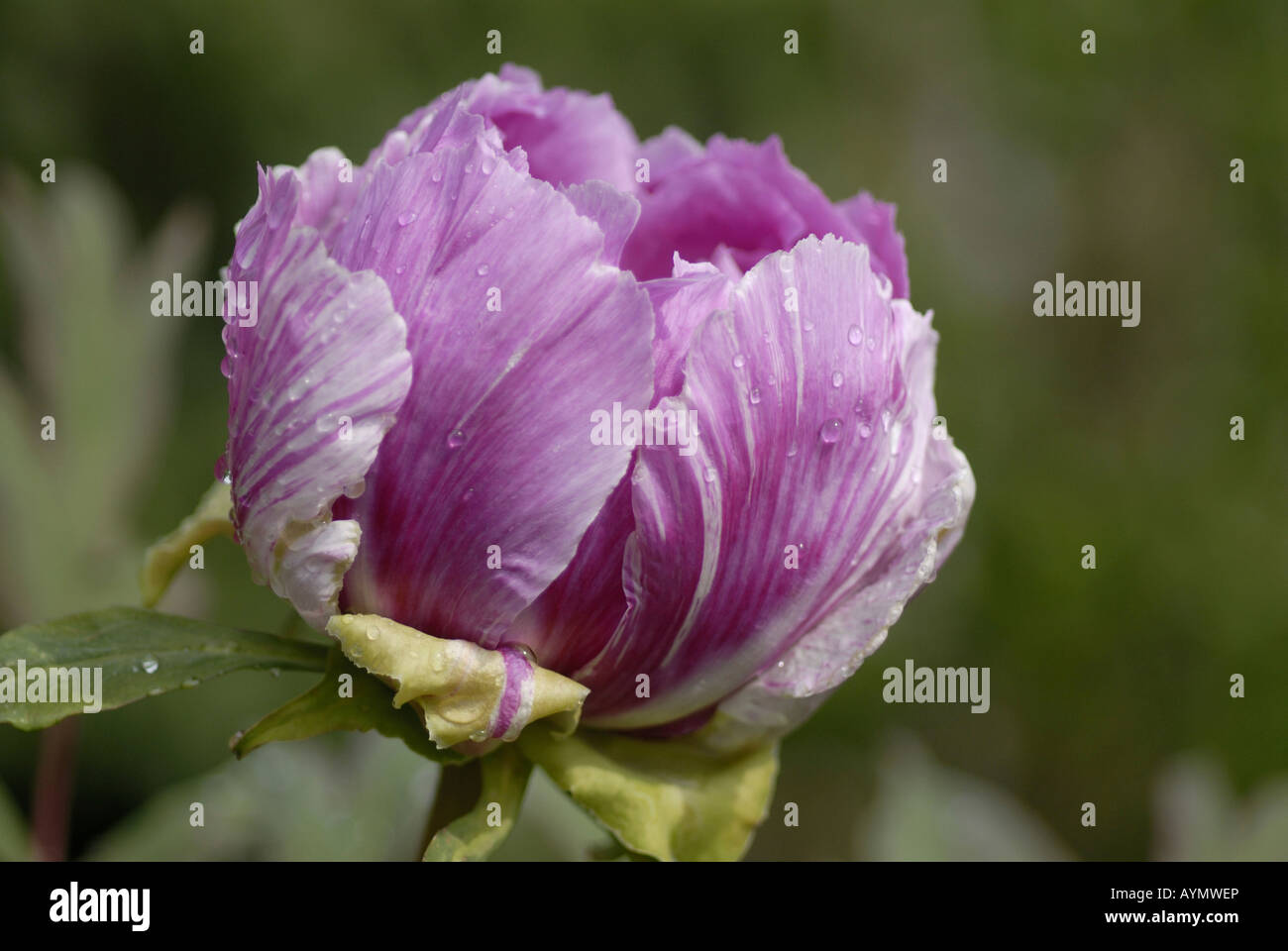 Fleur de pivoine arbustive (Paenoia sp) Close up de fleur. Banque D'Images