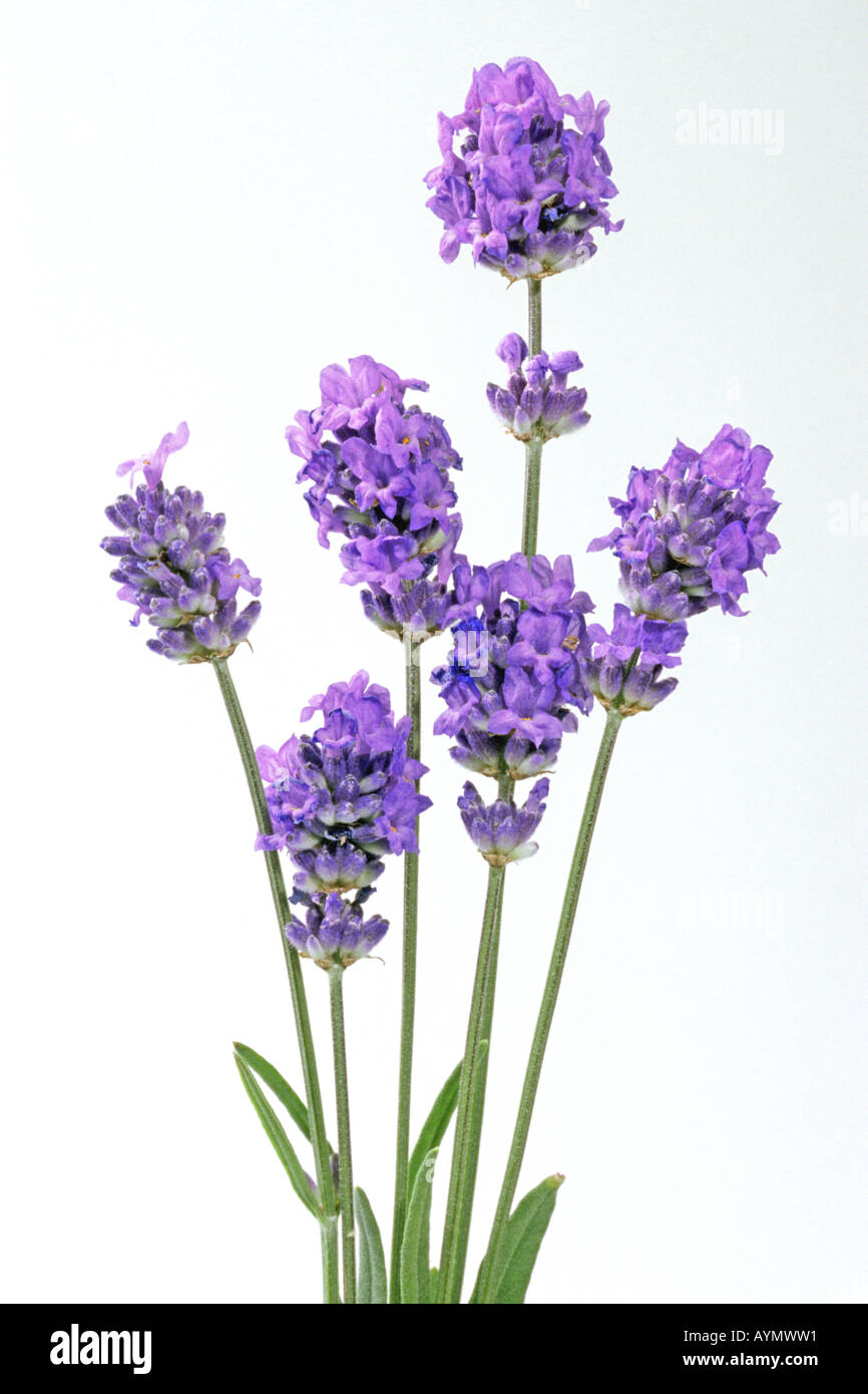 Lavande Anglaise (Lavandula angustifolia Lavandula vera, Lavandula officinalis), tiges à fleurs, studio photo Banque D'Images