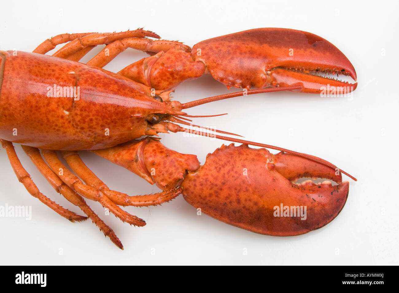 La cuisson du homard rouge sur fond blanc. L'horizontale Photo Stock ...