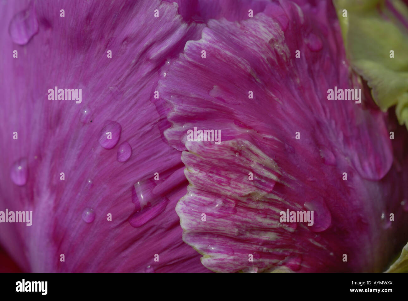 Fleur de pivoine arbustive (Paenoia sp) Close up de pétales. Banque D'Images