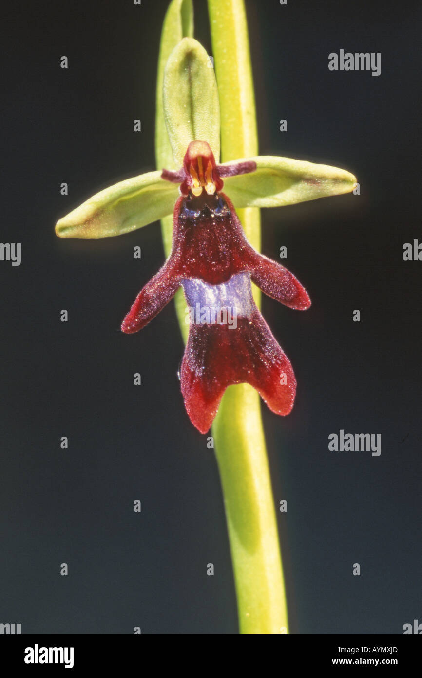 L'Orchidée Ophrys insectifera (Fly), fleur Banque D'Images