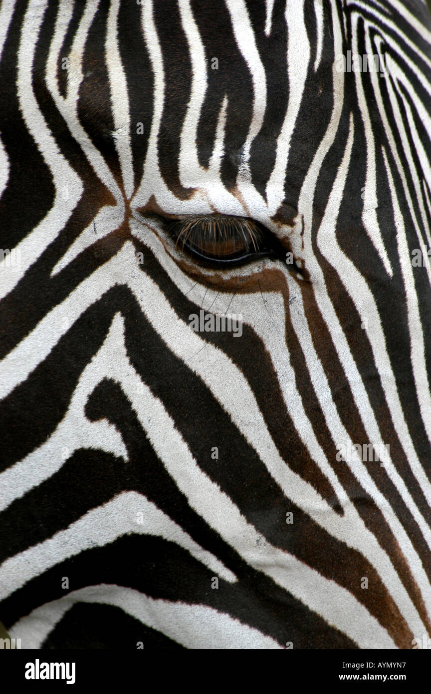 Le Zèbre de Grévy (Equus grevyi zèbres) cette habitude dans l'Est de l'Ethiopie et la Somalie, au nord du Kenya, l'Afrique. Banque D'Images