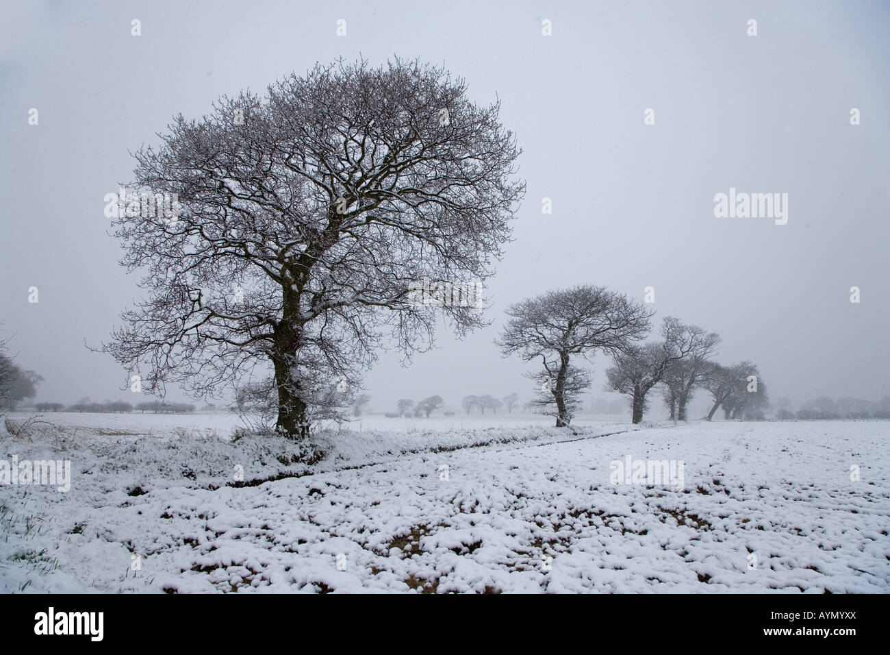 Le bois de chêne dans les terres agricoles Southrepps Norfolk 1 du 12 février Banque D'Images