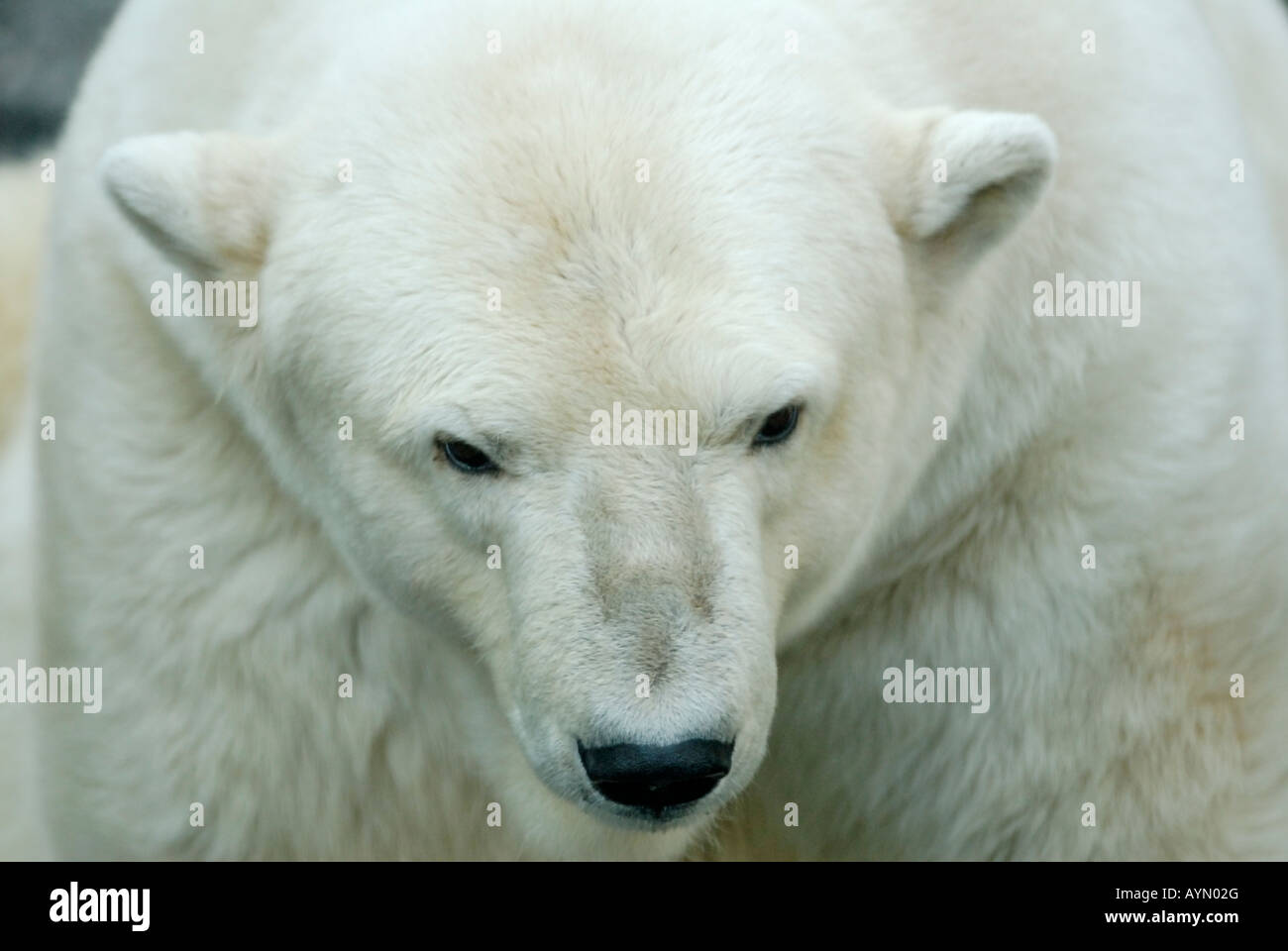 L'ours polaire (Ursus maritimus) Banque D'Images