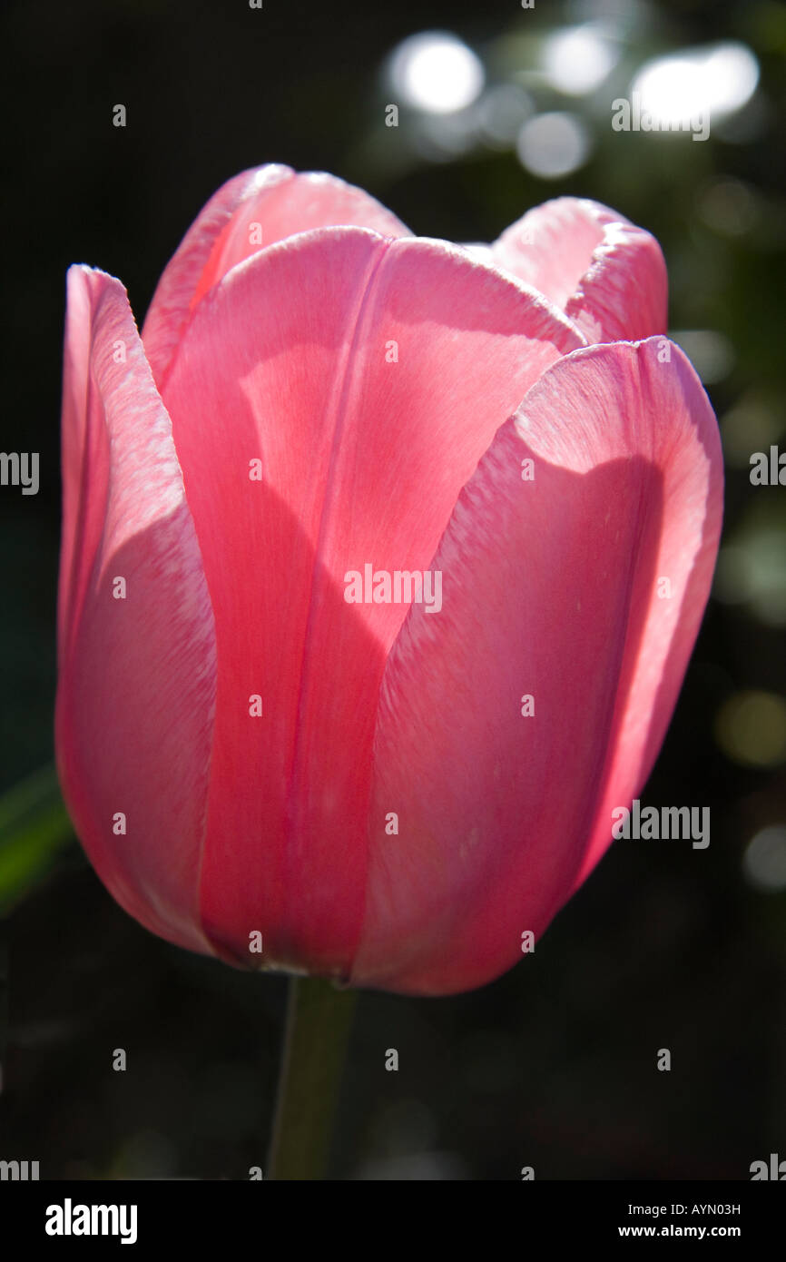 Tulipe rose dans la lumière du soleil du printemps Banque D'Images