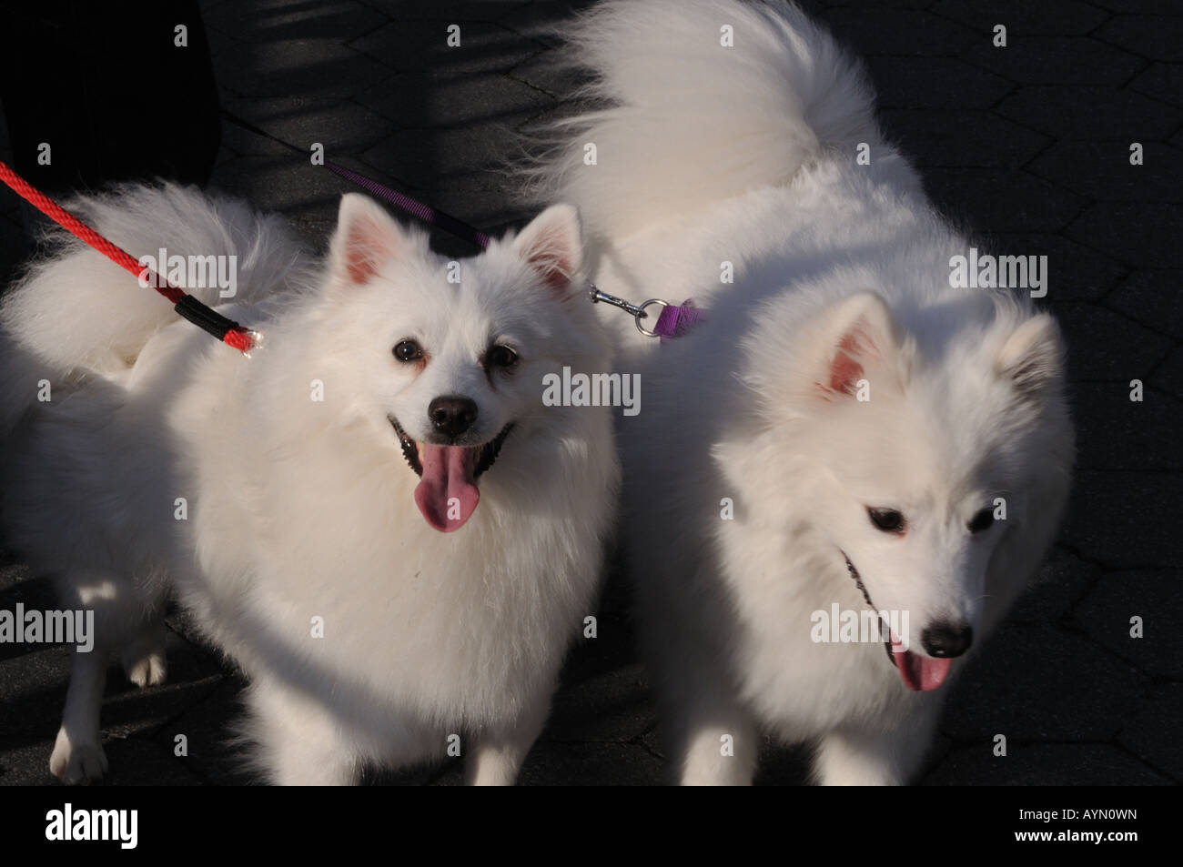 American miniature chiens esquimaux (Samoyèdes). Banque D'Images