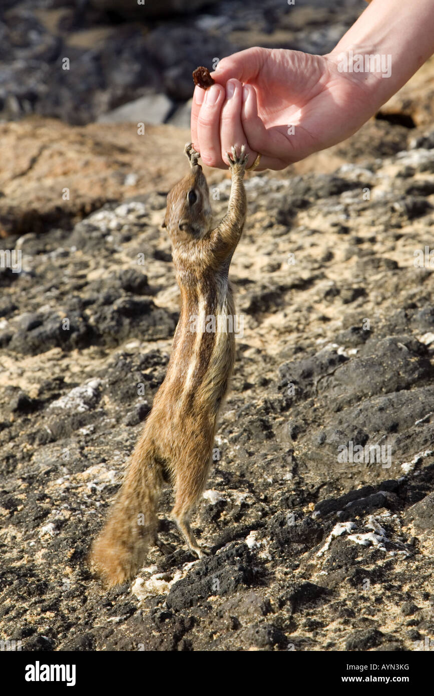Spermophile de barbarie être nourris par un touriste, Fuerteventura, Îles Canaries, Espagne Banque D'Images