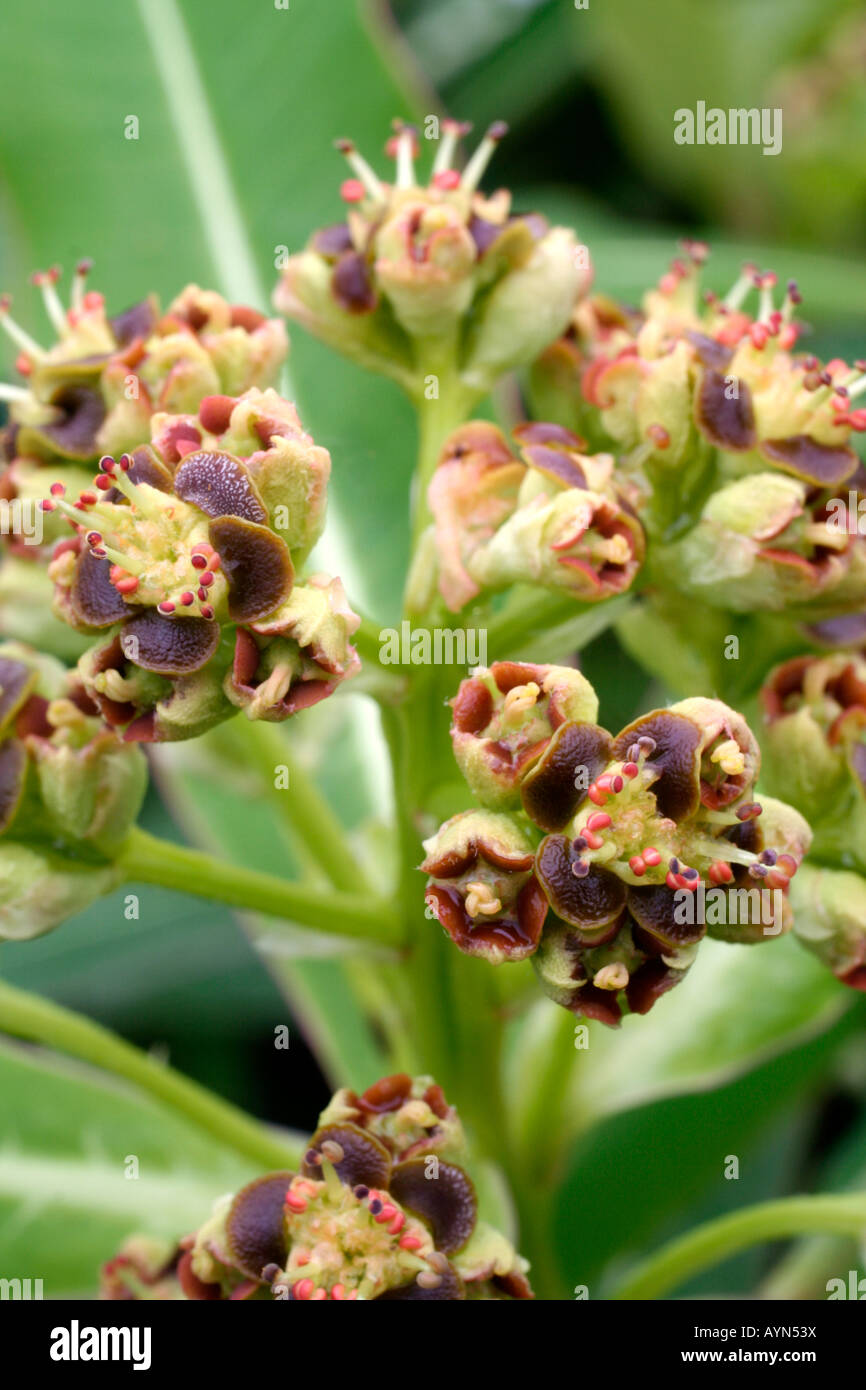 EUPHORBIA STYGIANA en fleur d'avril Banque D'Images