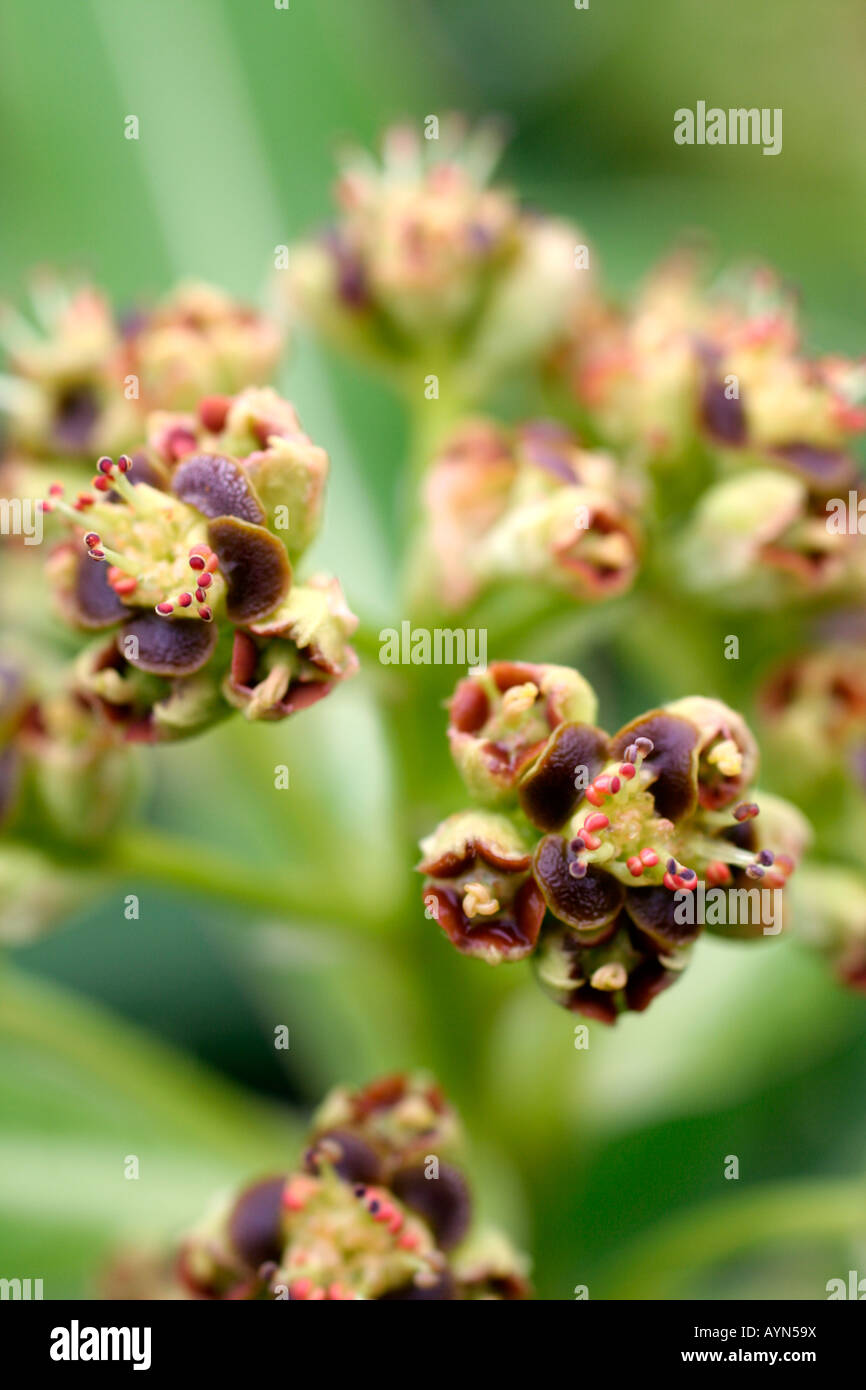EUPHORBIA STYGIANA en fleur d'avril Banque D'Images
