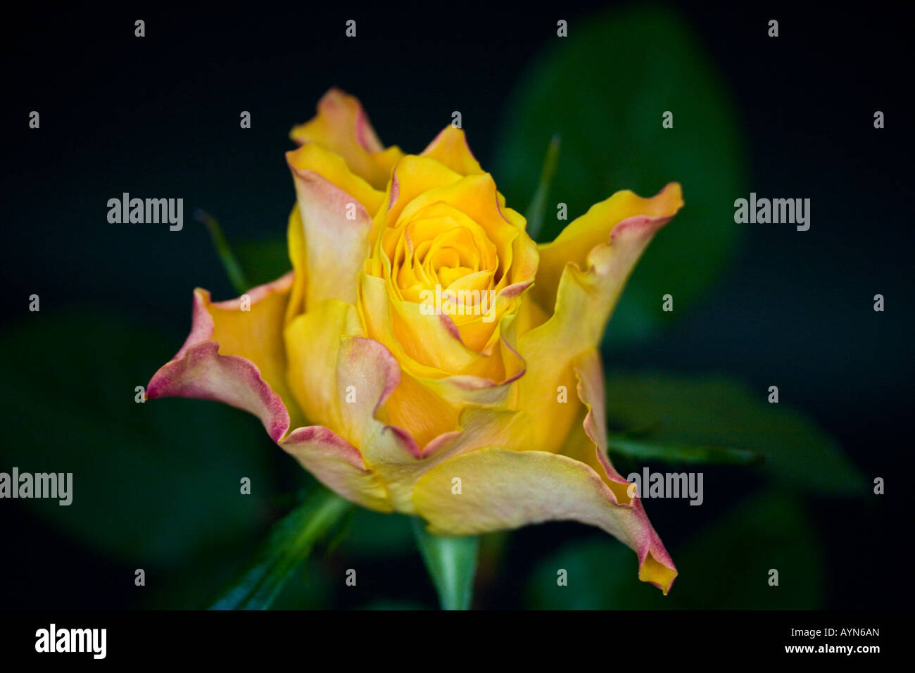 Rose jaune - Rosa Banque D'Images