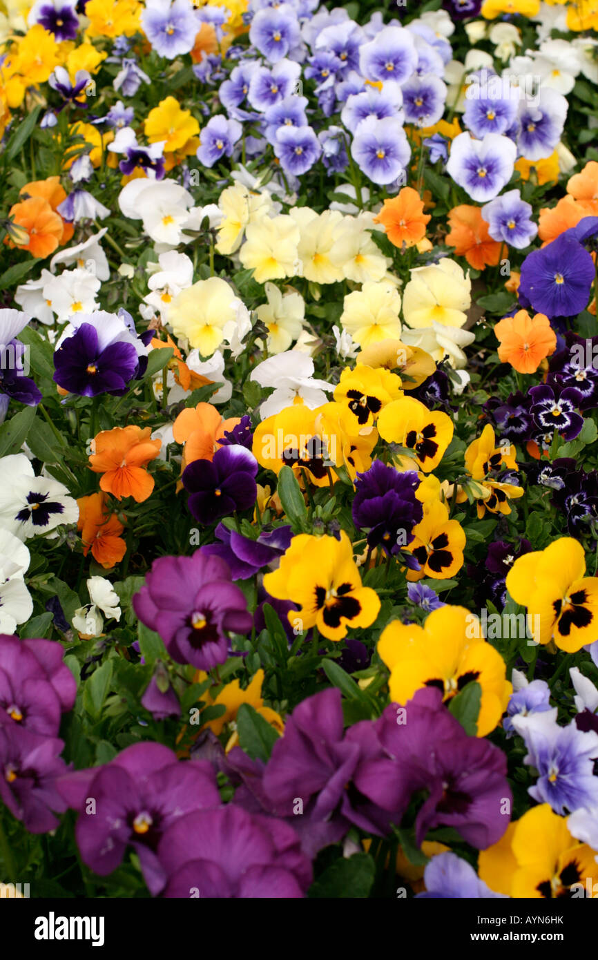 Pensées d'HIVER HYBRIDES VIOLA Banque D'Images