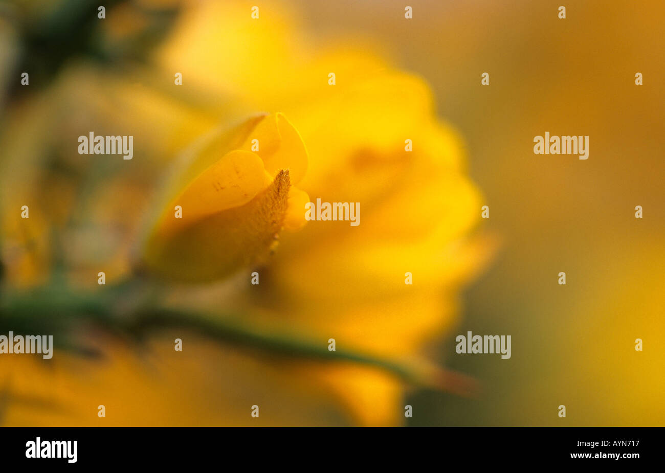Close up of gorse fleur int il nouvelle Forêt Banque D'Images
