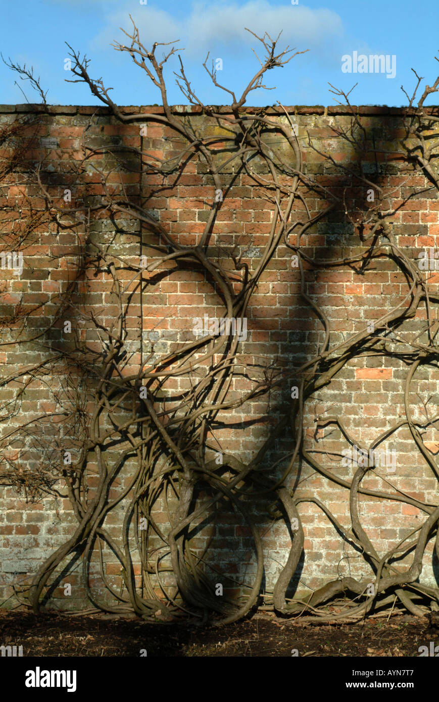 Ombre d'arbre nu sur mur de brique en hiver. Banque D'Images