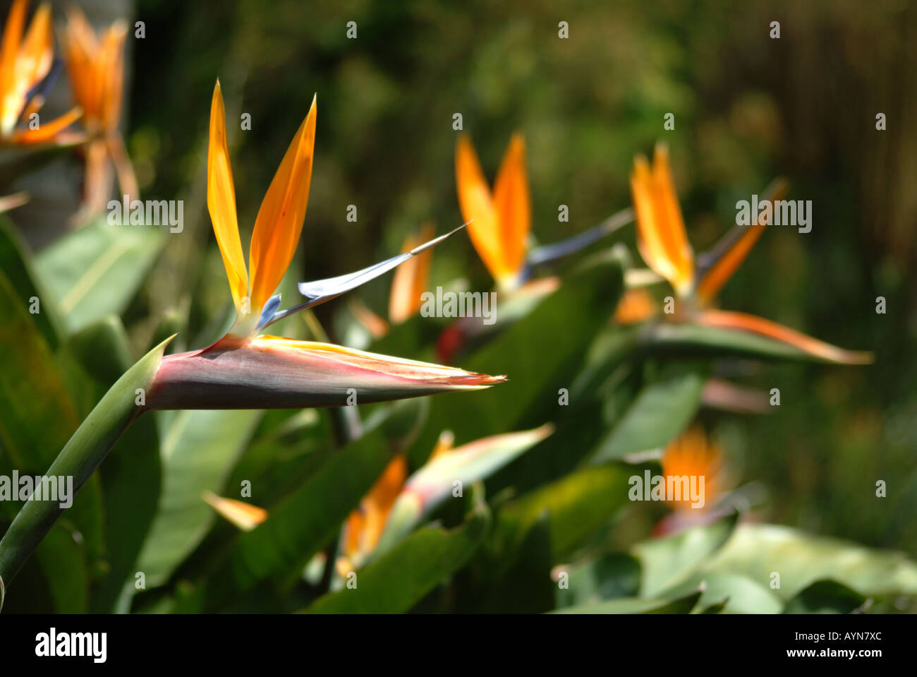 Oiseau de Pardise fleurs, Funchal, Madère, Portugal. Banque D'Images