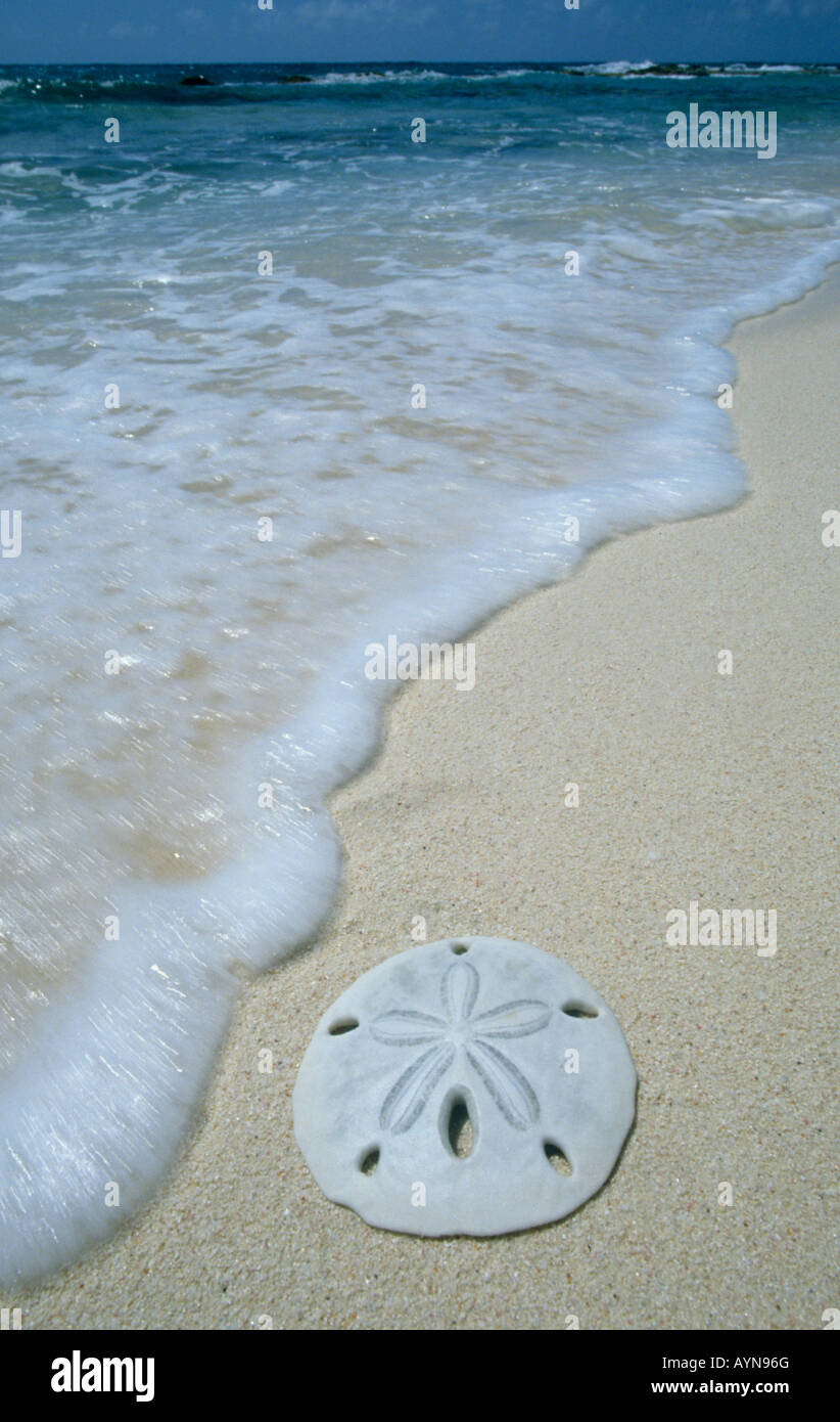 Sand Dollar, la côte du Pacifique, Baja California, Mexique Banque D'Images