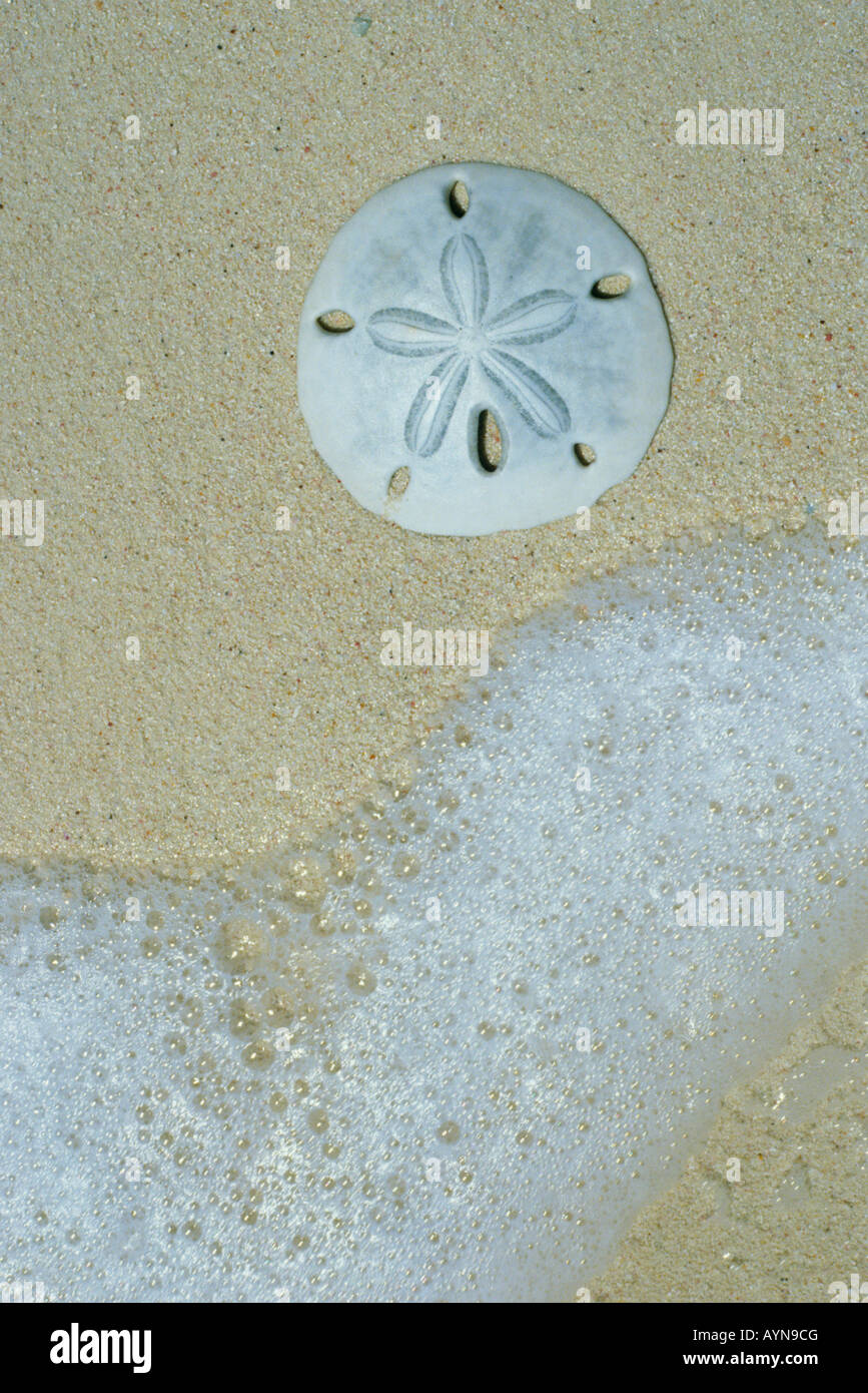 Sand Dollar, la côte du Pacifique, Baja California, Mexique Banque D'Images