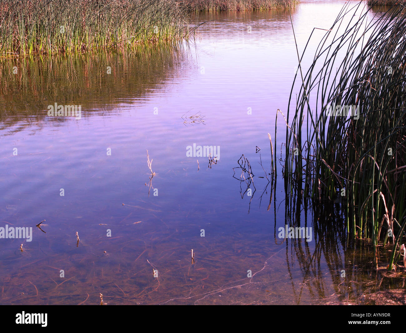 Merced national wildlife refuge Banque de photographies et d’images à ...