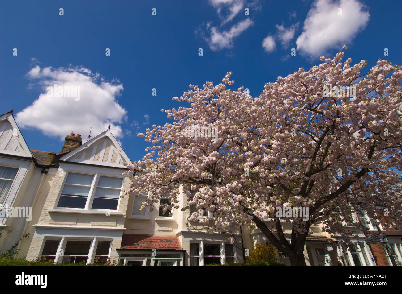 Arbre en pleine floraison sur Elm Grove Road London SW13 Barnes United Kingdom Banque D'Images