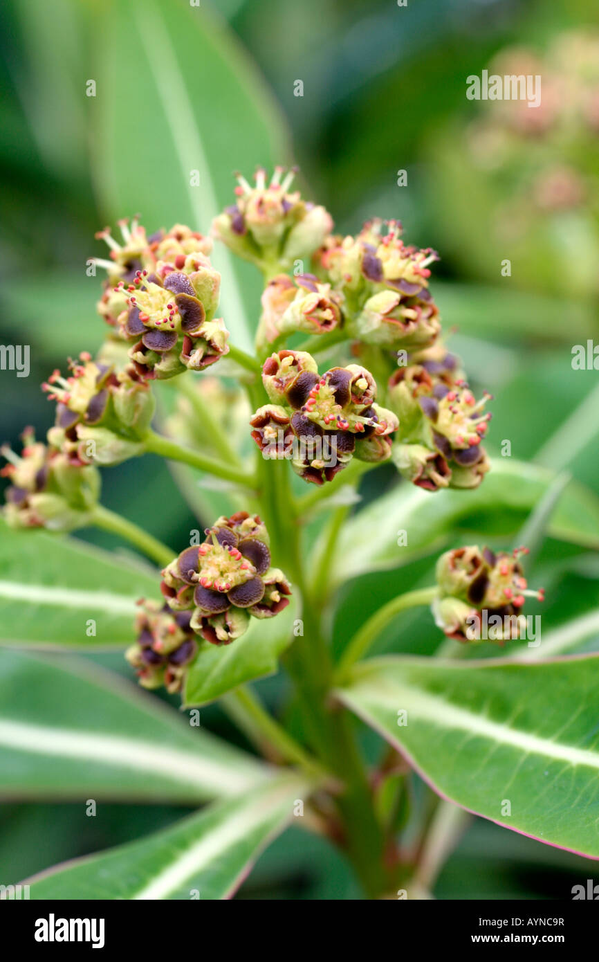 EUPHORBIA STYGIANA en fleur d'avril Banque D'Images