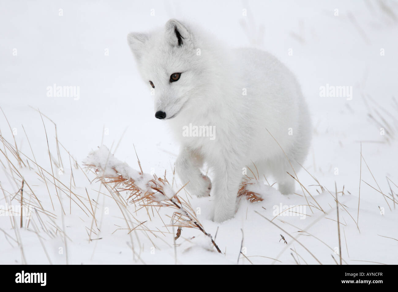 Une alerte sur le prowl renard arctique chasse les lemmings dans la neige sur la toundra arctique pendant l'hiver à Churchill, au Manitoba, au Québec. Banque D'Images